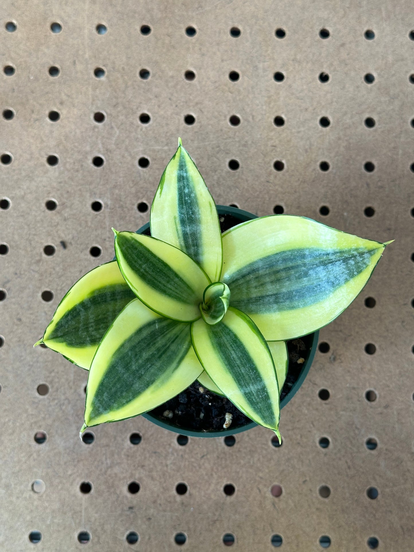 Sansevieria ‘Lotus Hahnii’ 4"