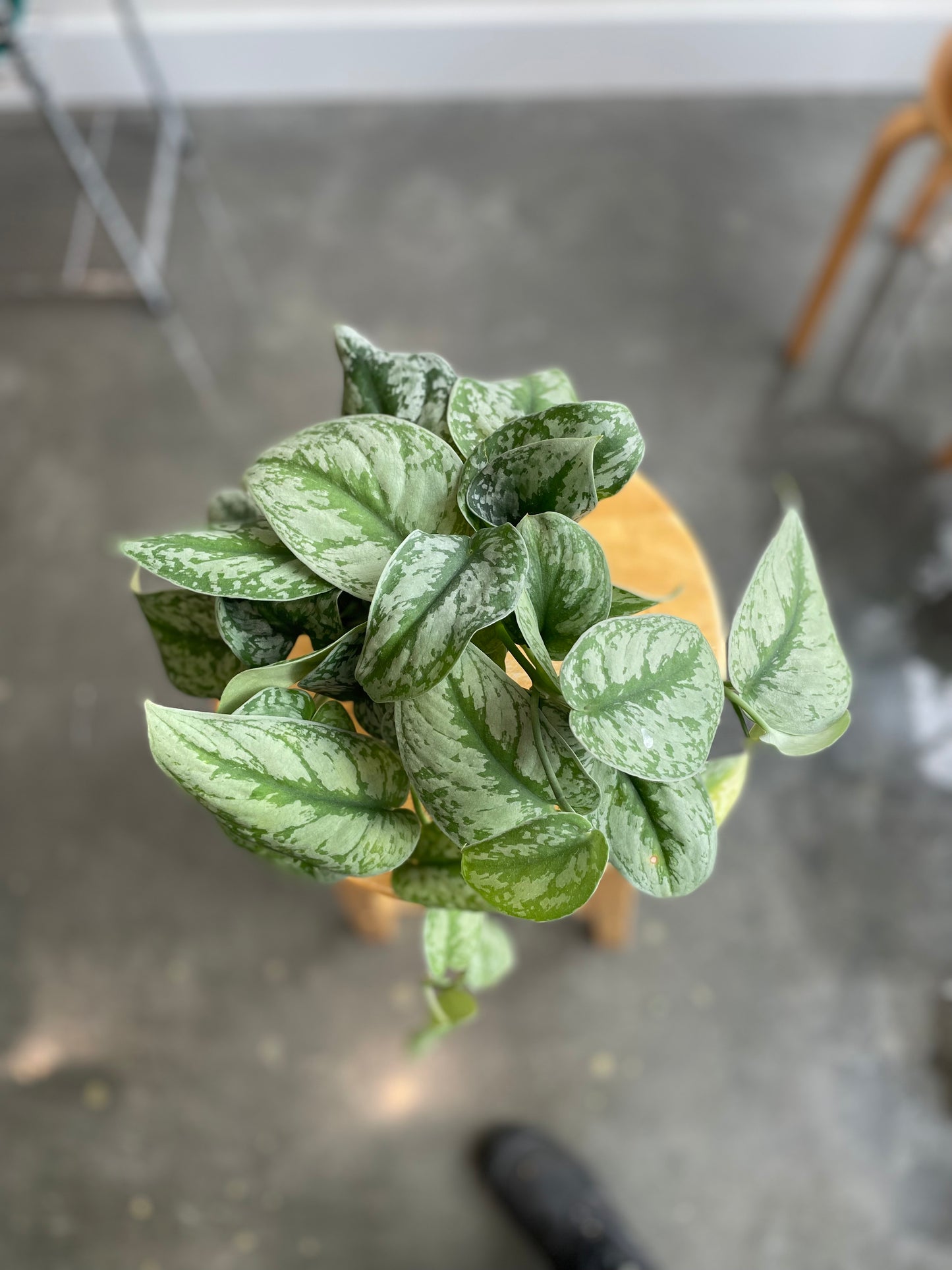 Scindapsus 'Silver Satin' 4"