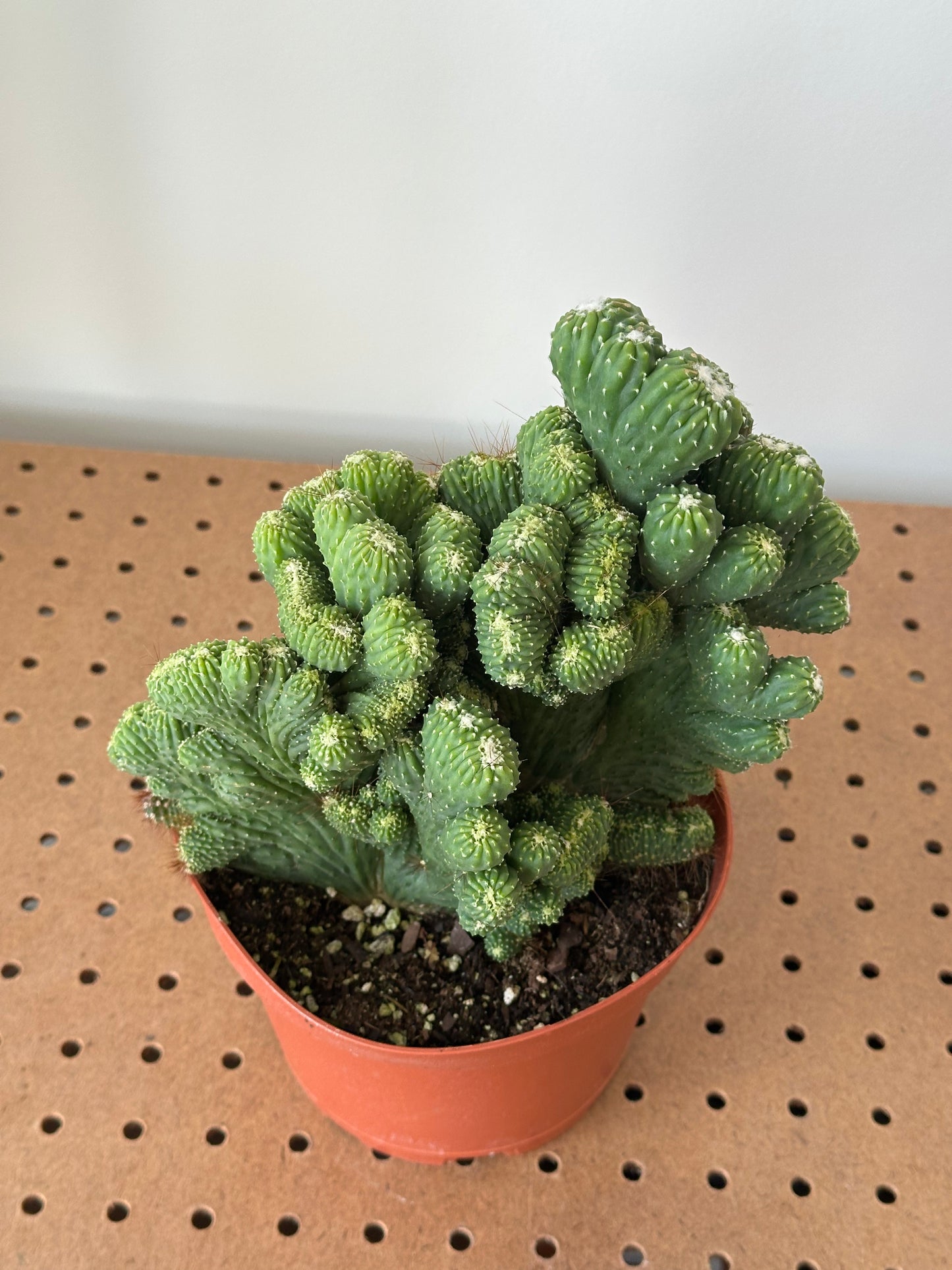 Cactus ‘Cereus Monstrous’ 6"