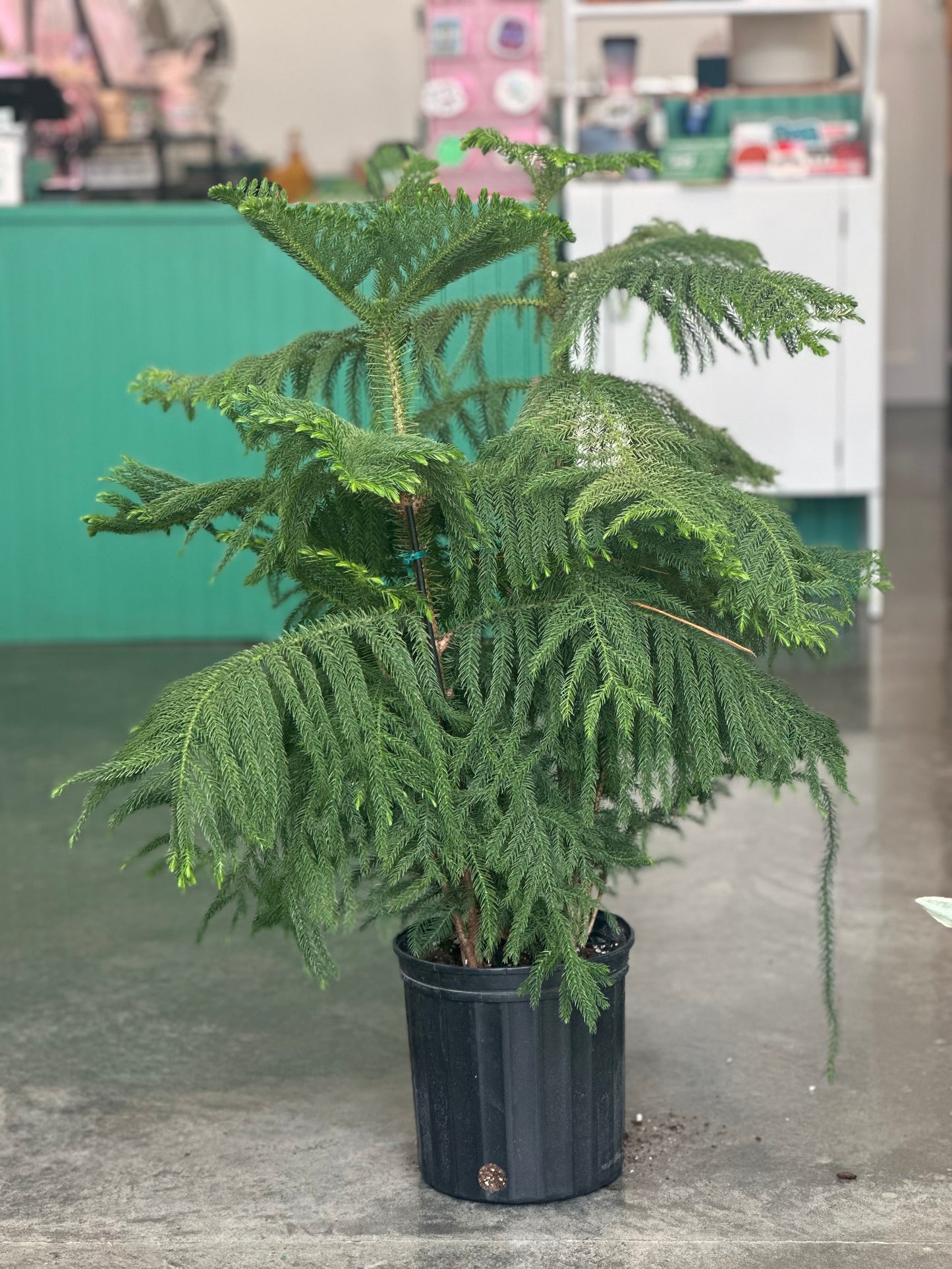 Norfolk Island Pine 8"