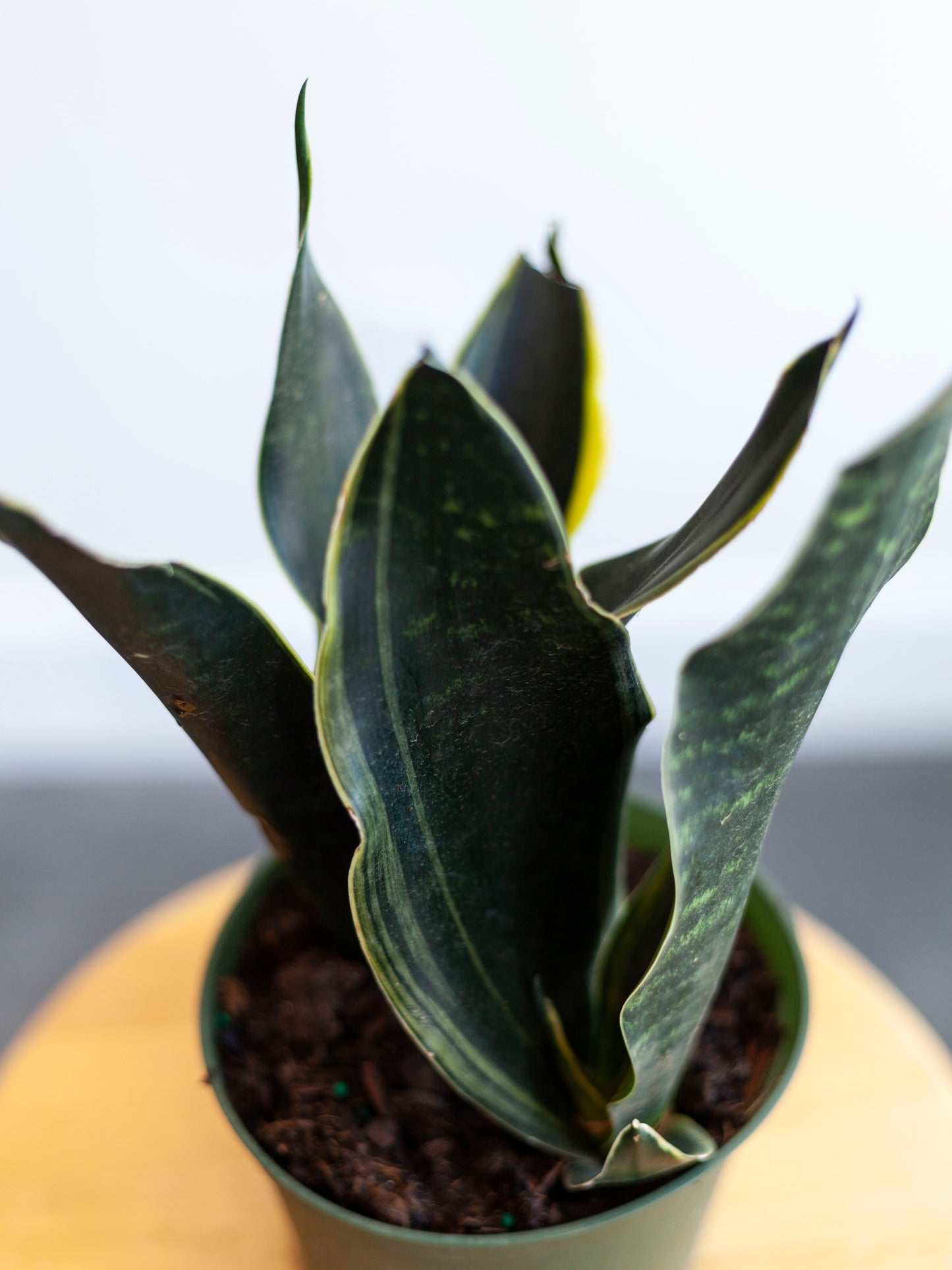 Sansevieria 'Fabi' 6"
