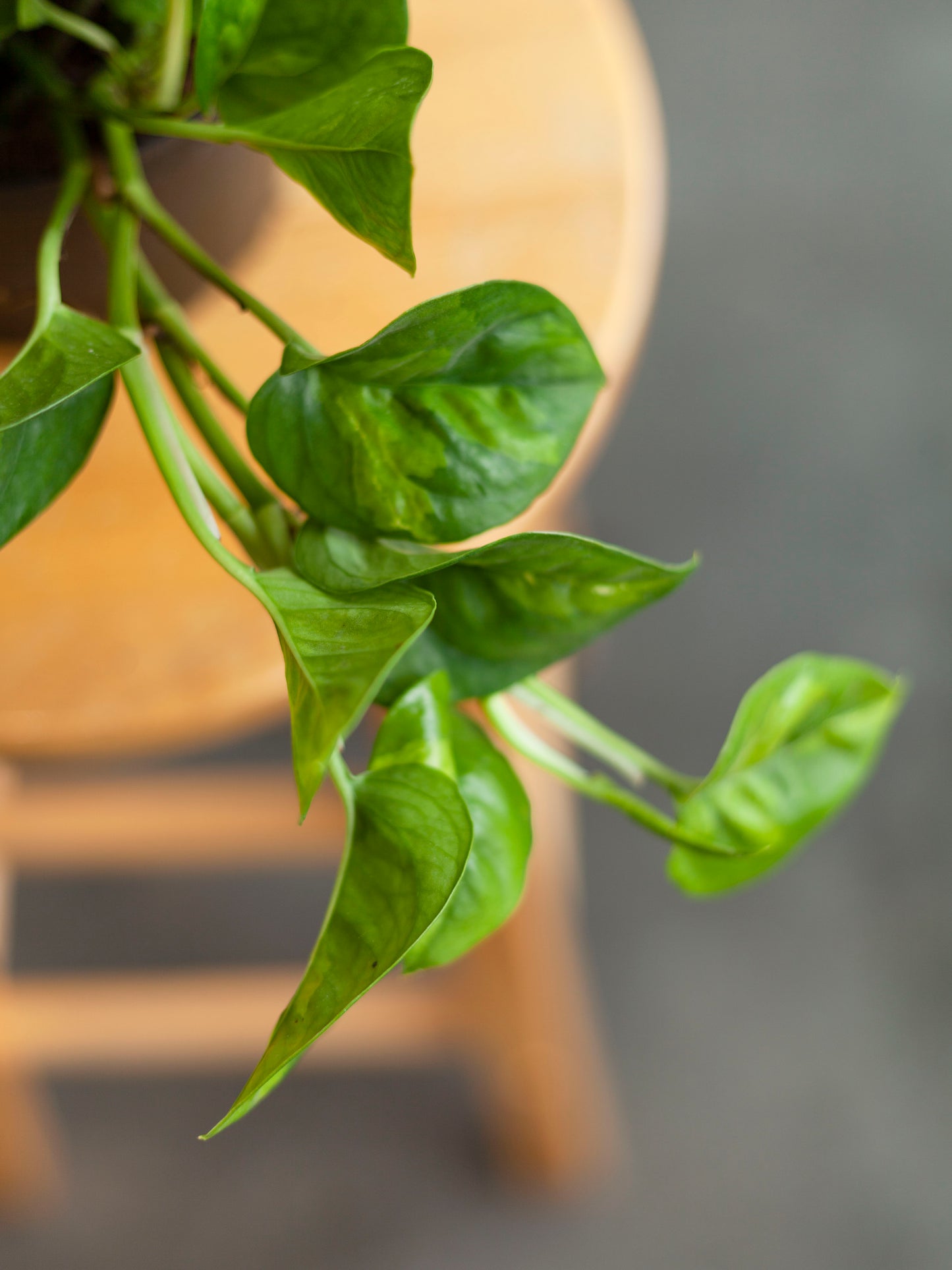 Pothos 'Lemon Merengue' 6"