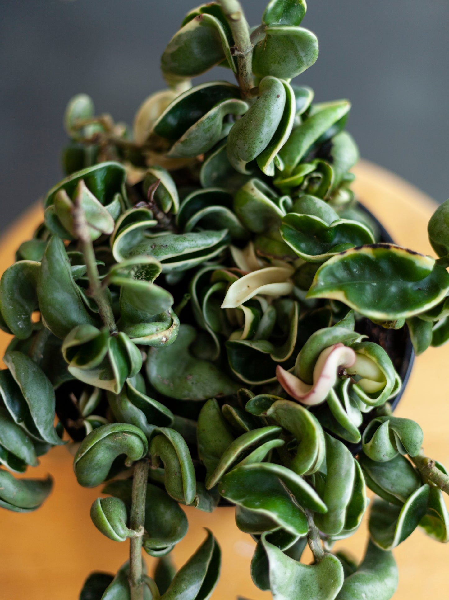 Hoya Carnosa Compacta 'Rope' Var. 6"