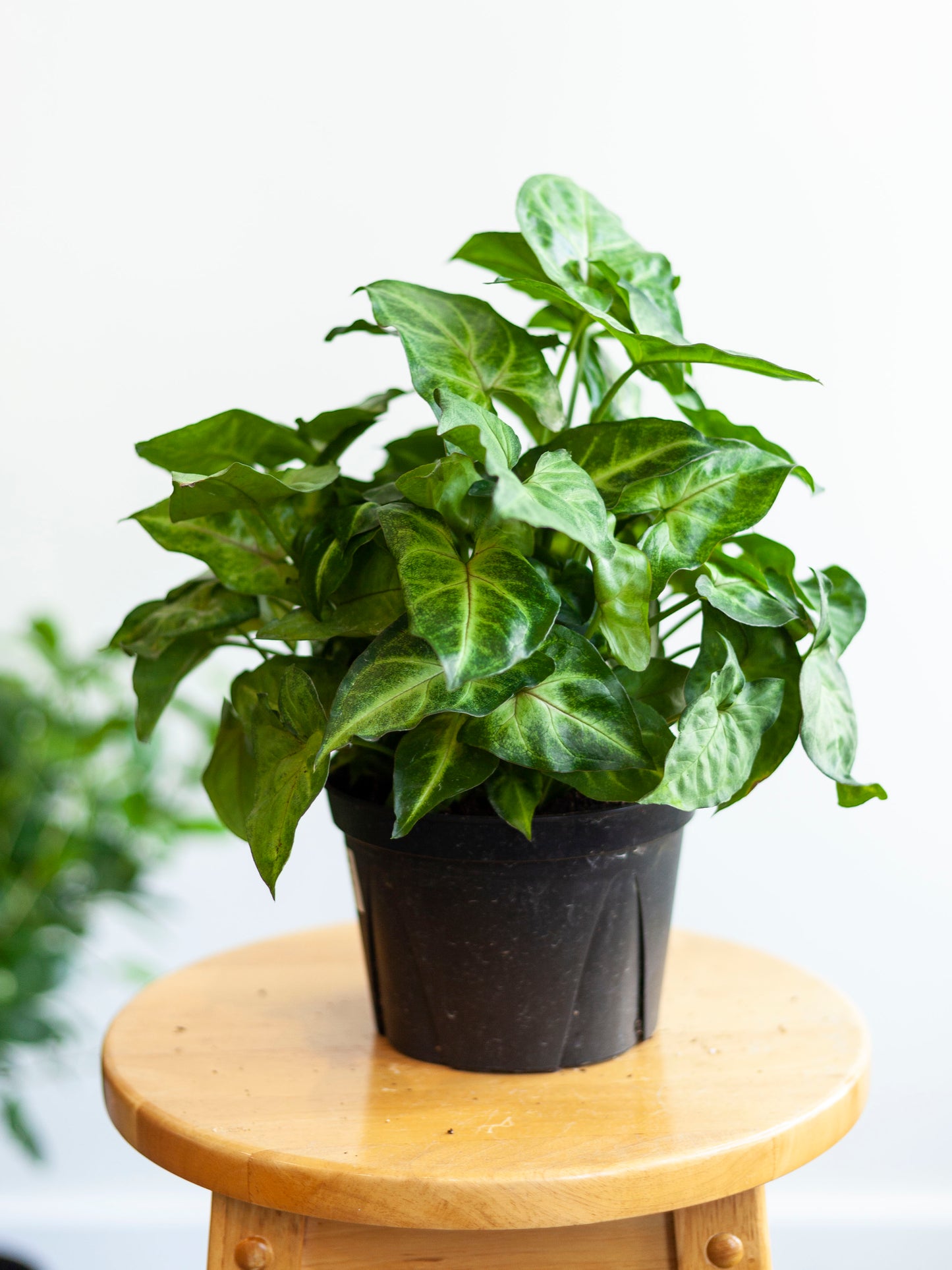 Syngonium 'Berry' 6"