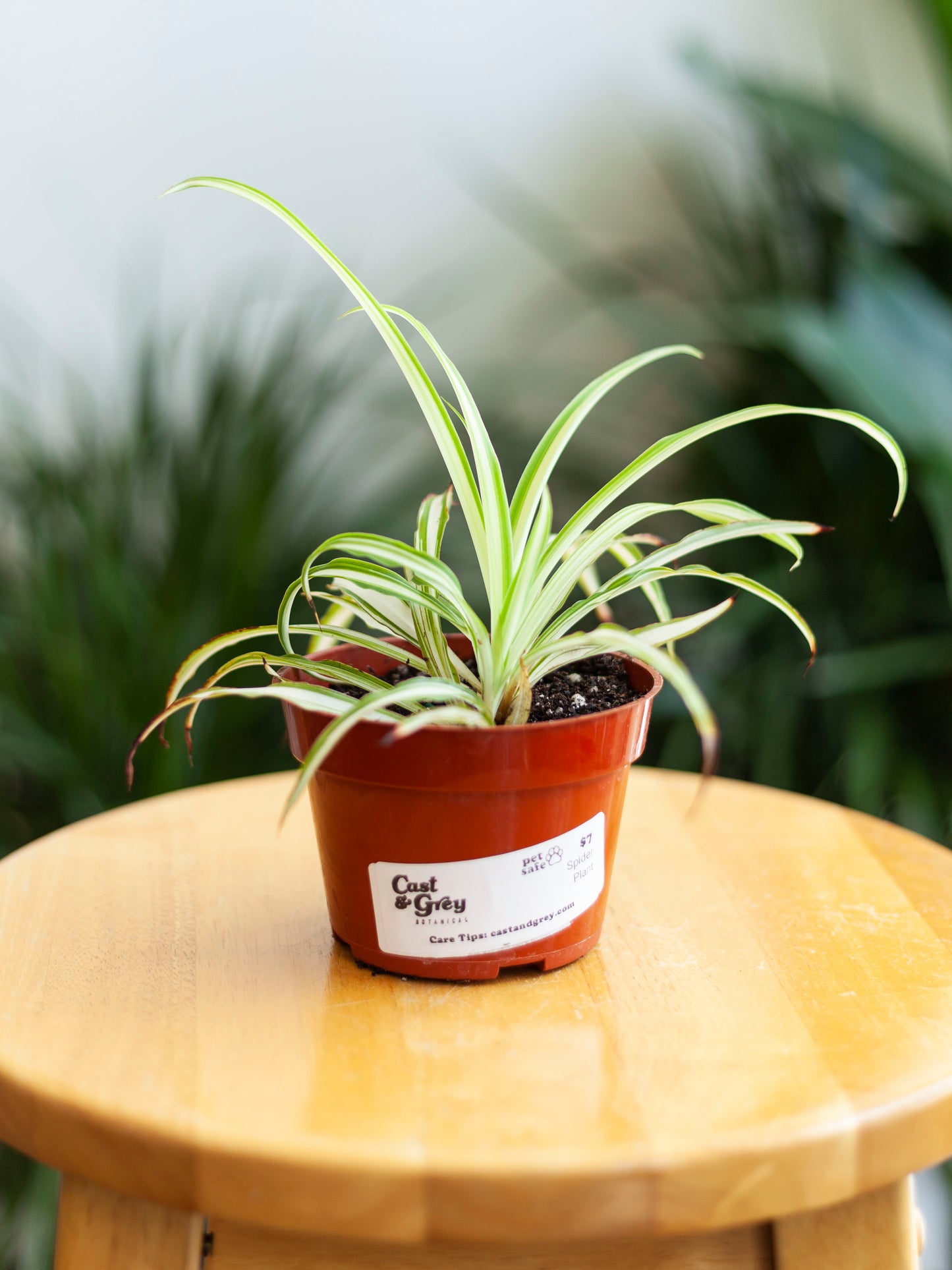 Spider Plant 4"