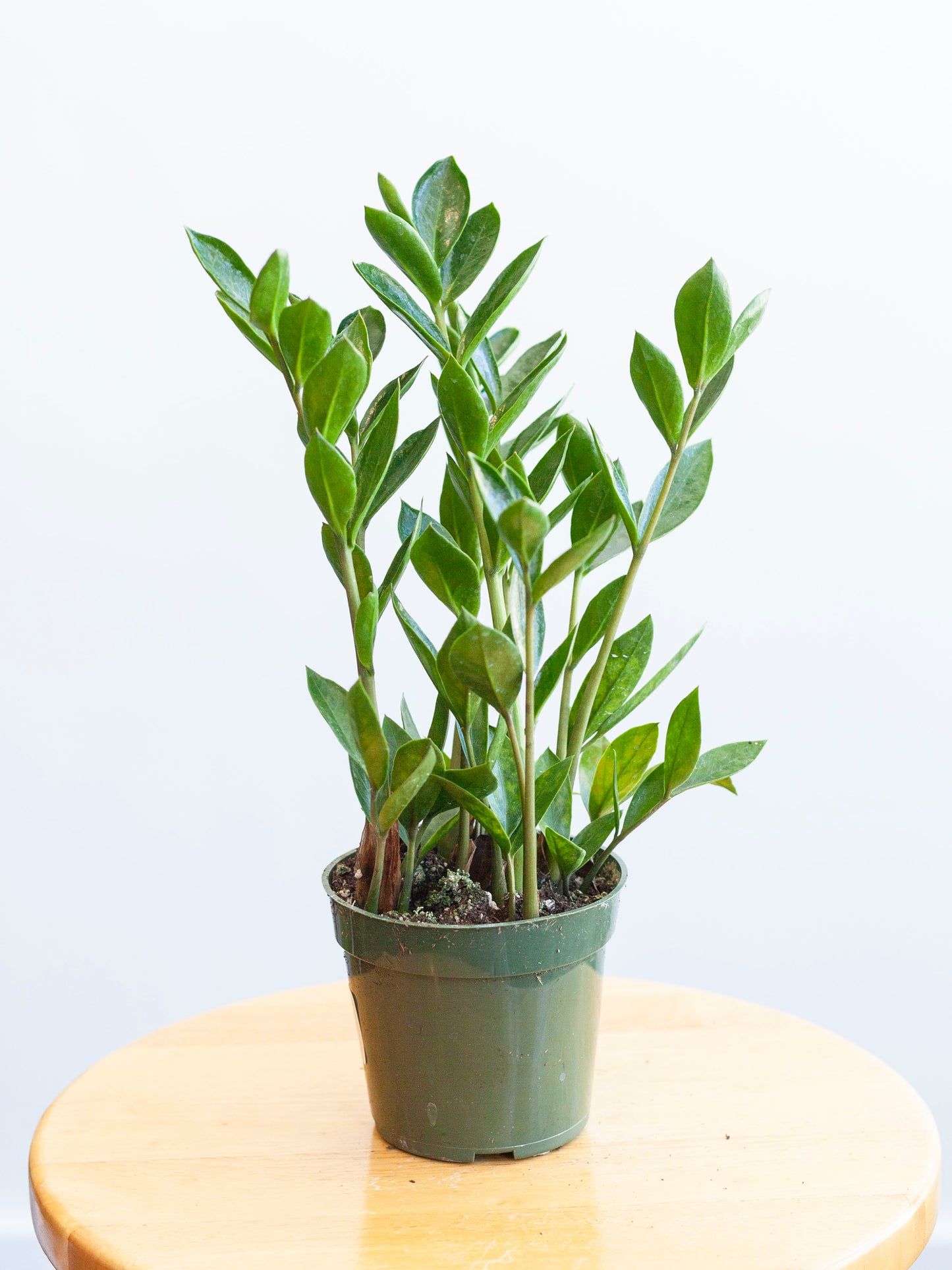 ZZ Plant 4"