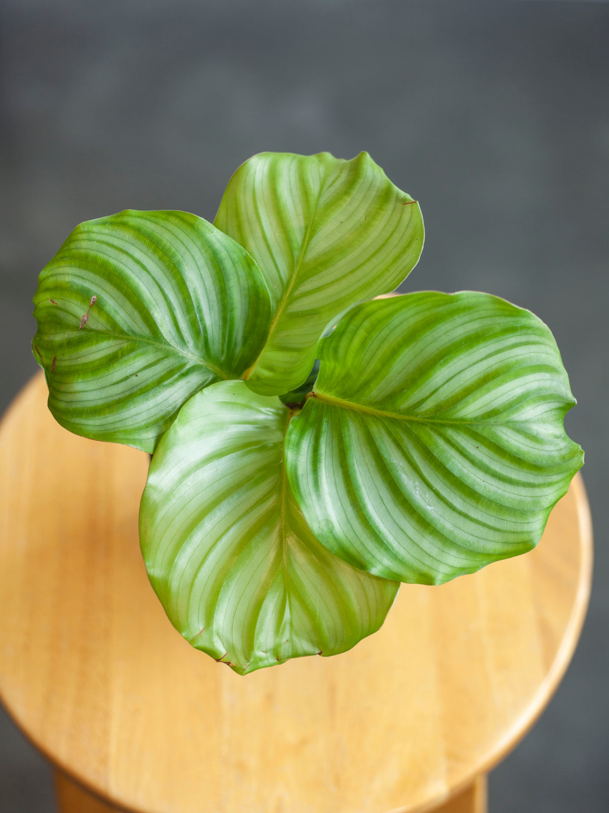 Calathea 'Orbifolia' 4"