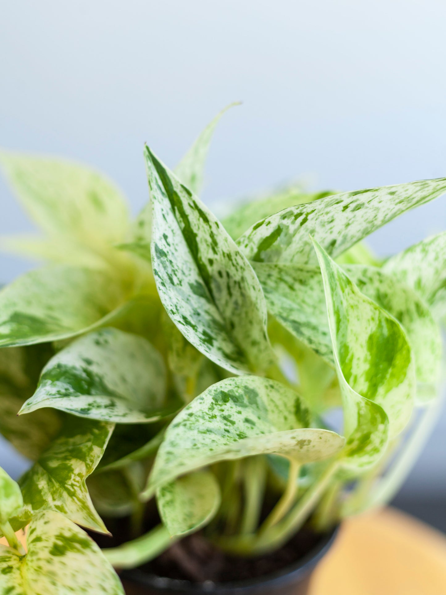 Pothos 'Marble Queen' 4"