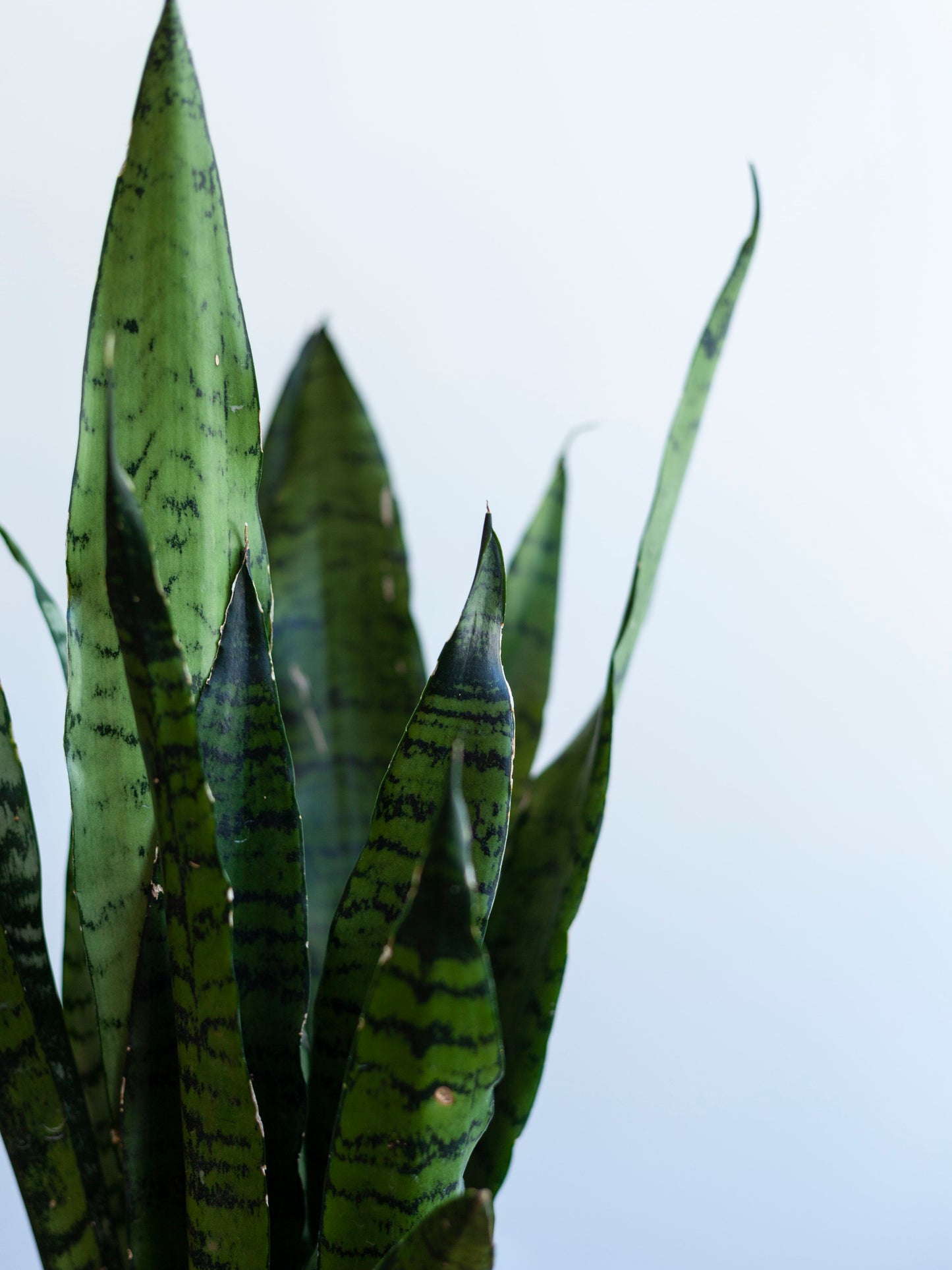 Sansevieria 'Zeylanica' 6"