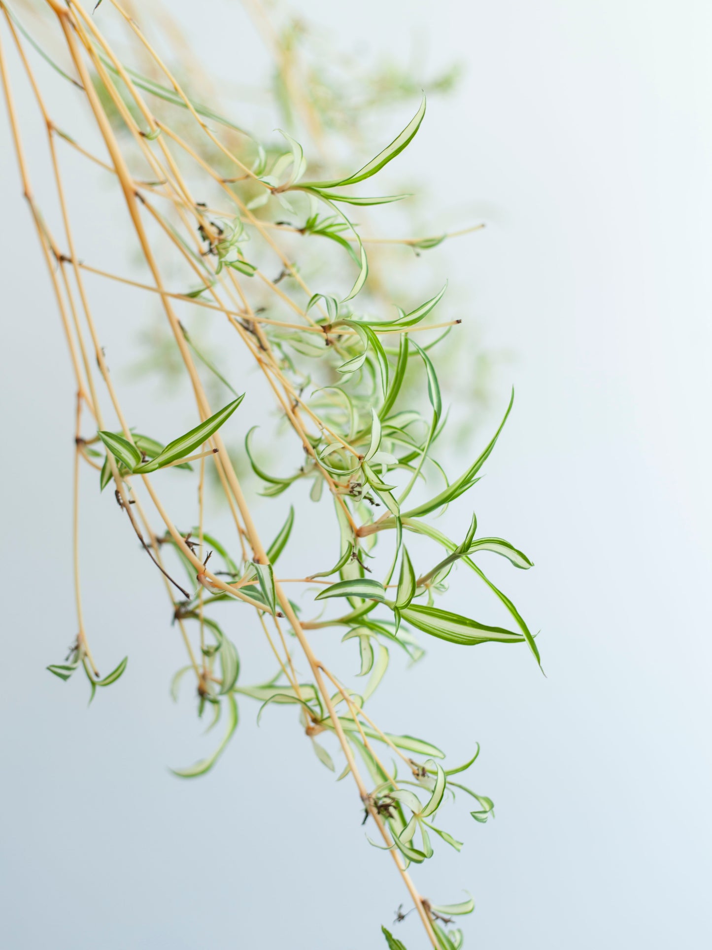 Spider Plant 10" Hanging Basket