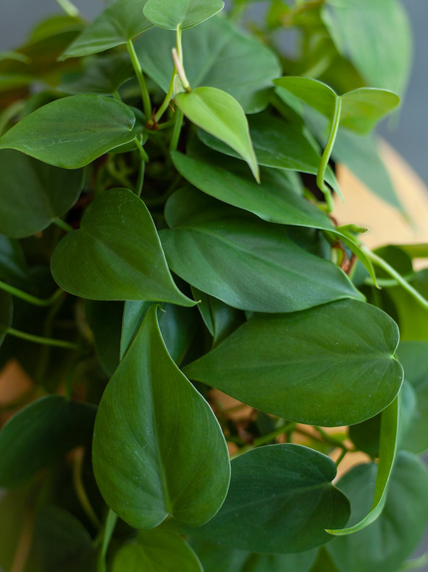 Philodendron 'Heart Leaf' 6"