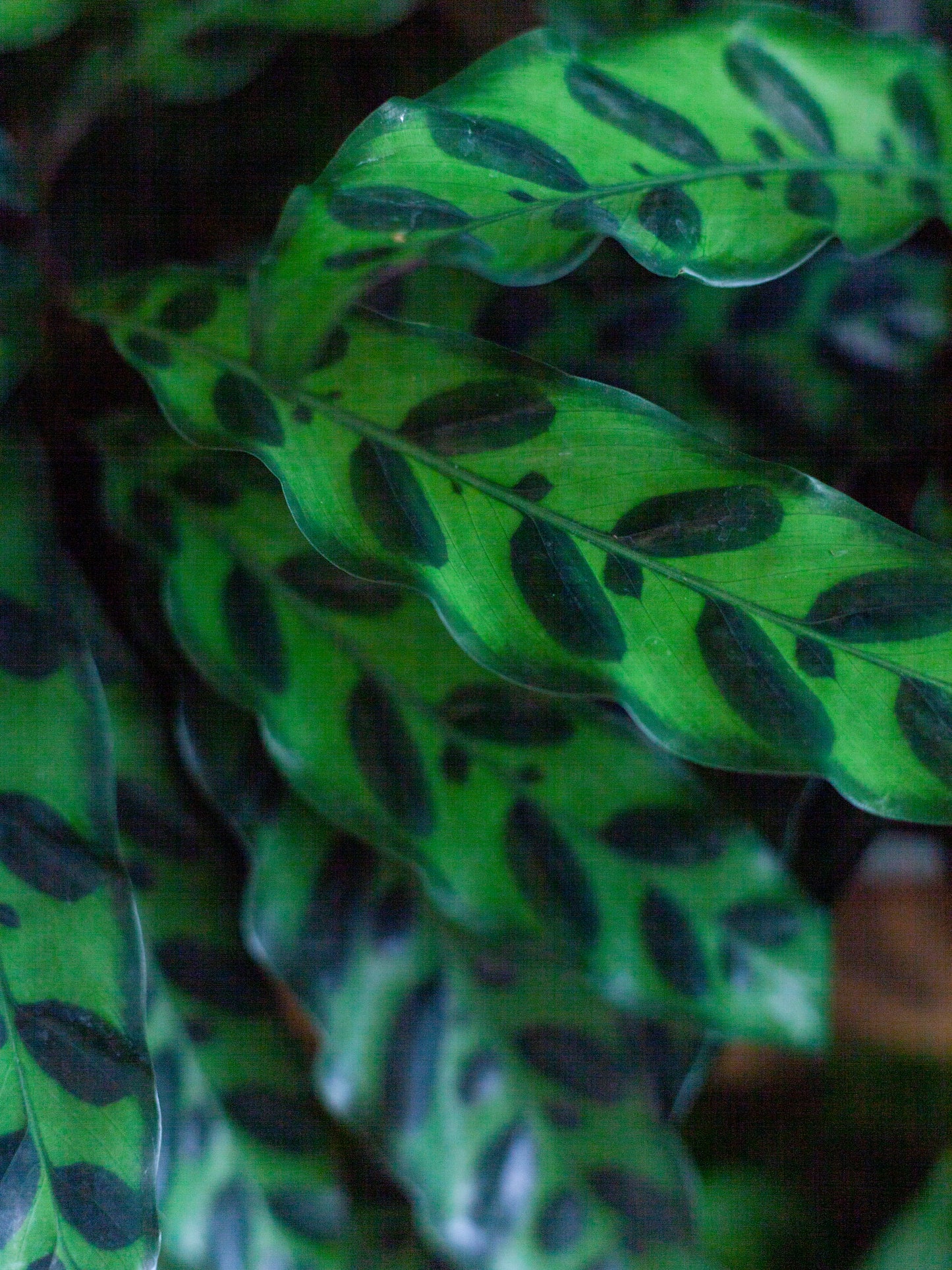 Calathea 'Rattlesnake' 6"