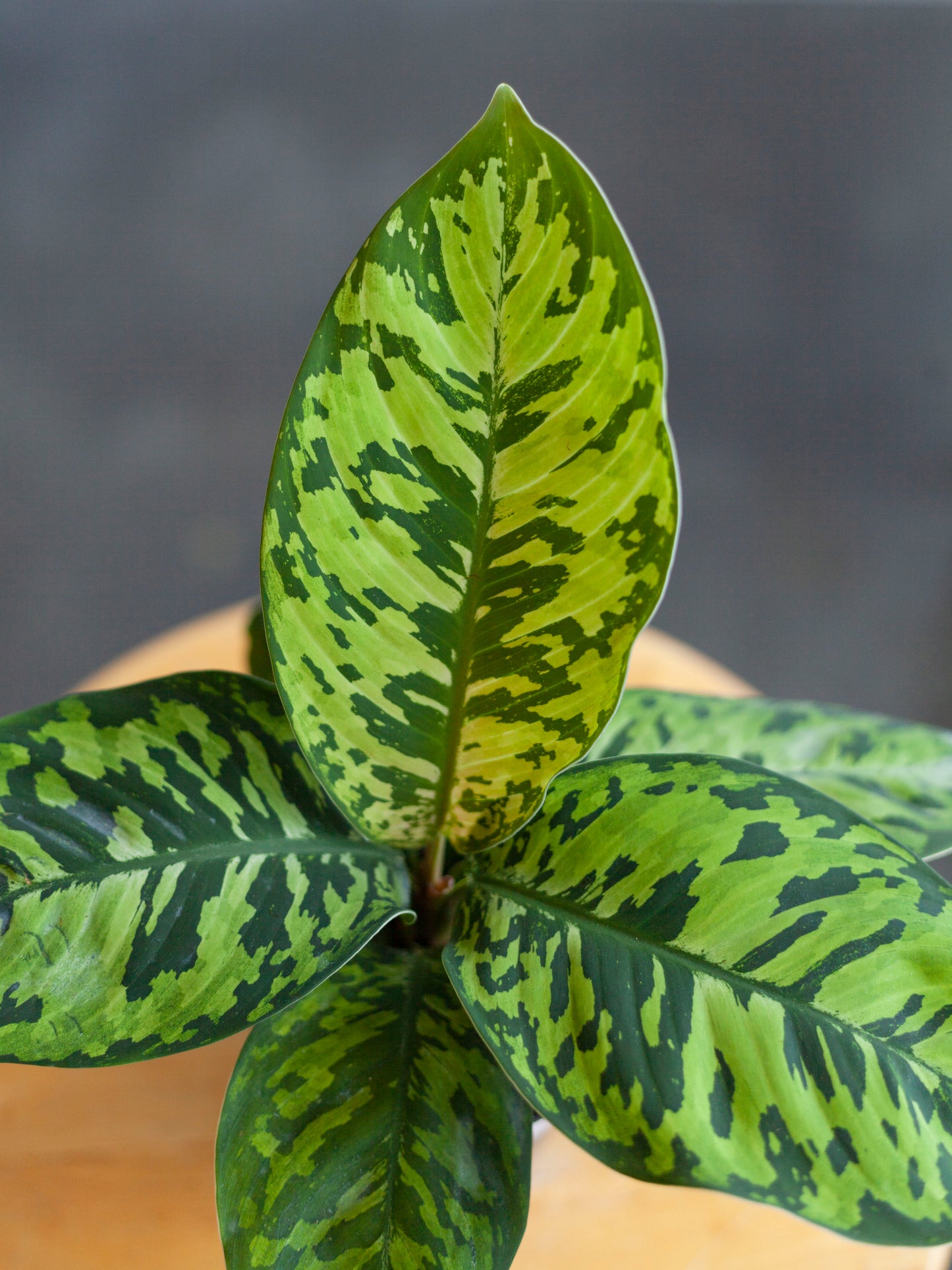 Homalomena 'Camouflage' 4"