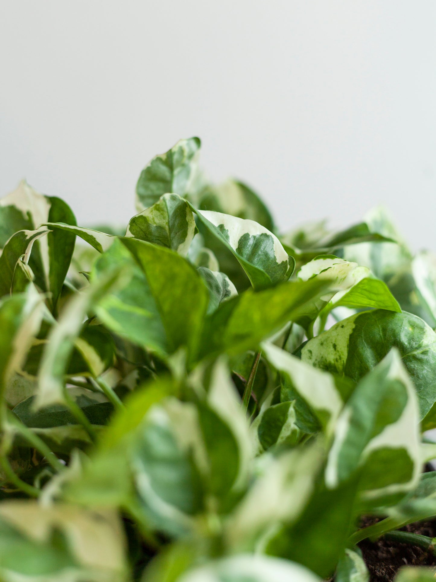 Pothos 'Pearls & Jade' 6"