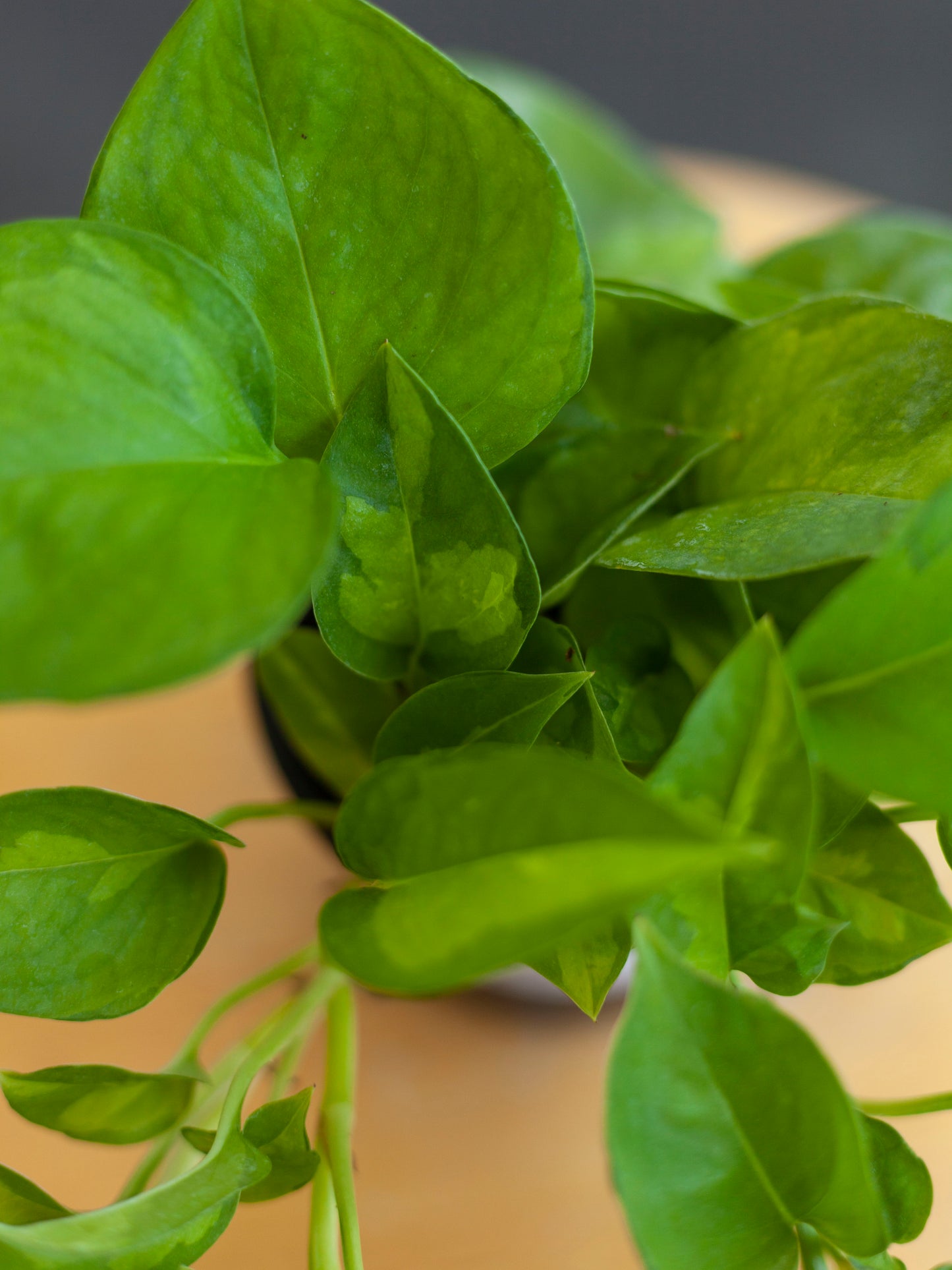 Pothos 'Global Green' 4"