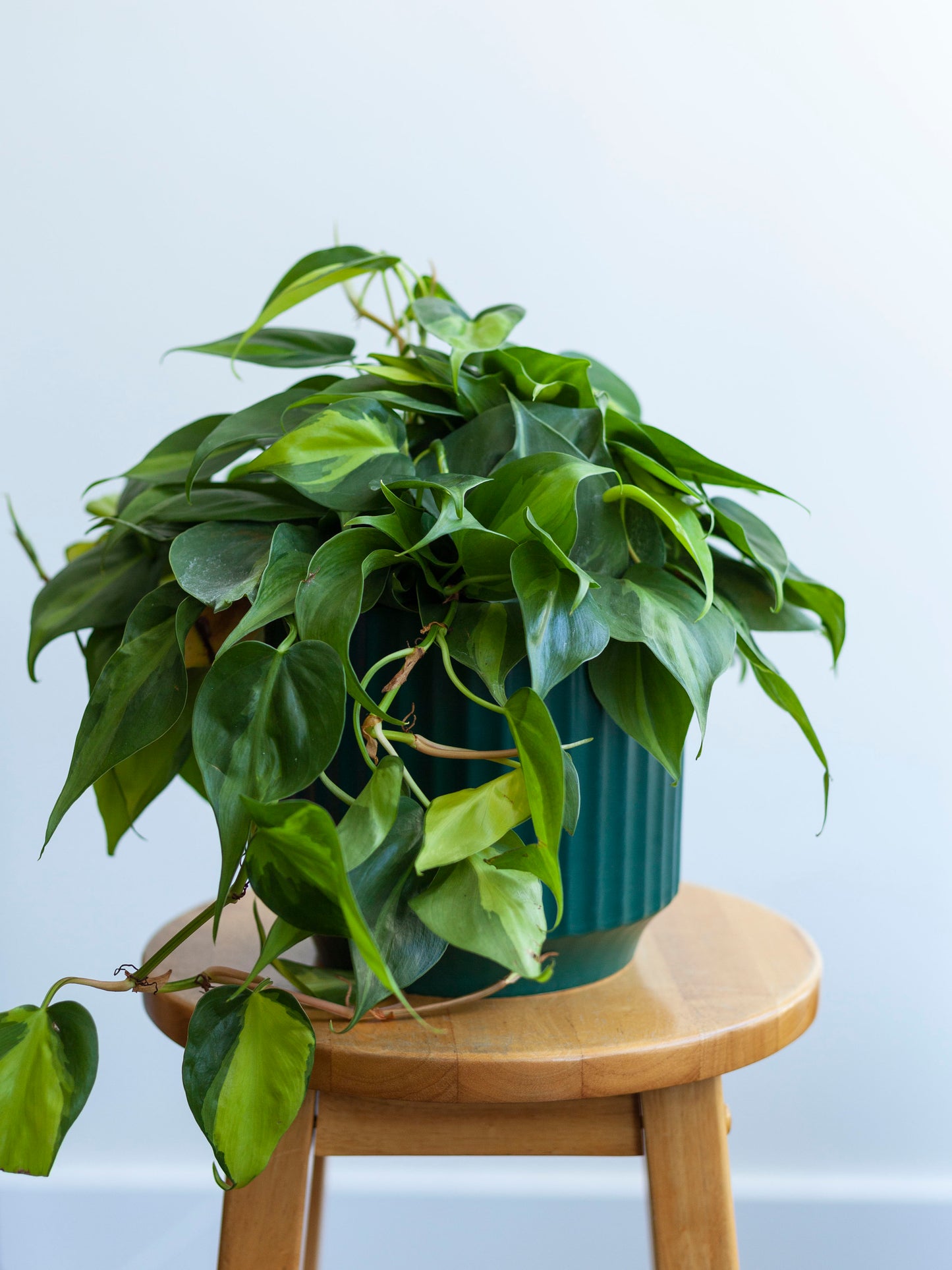 Monroe Pot
