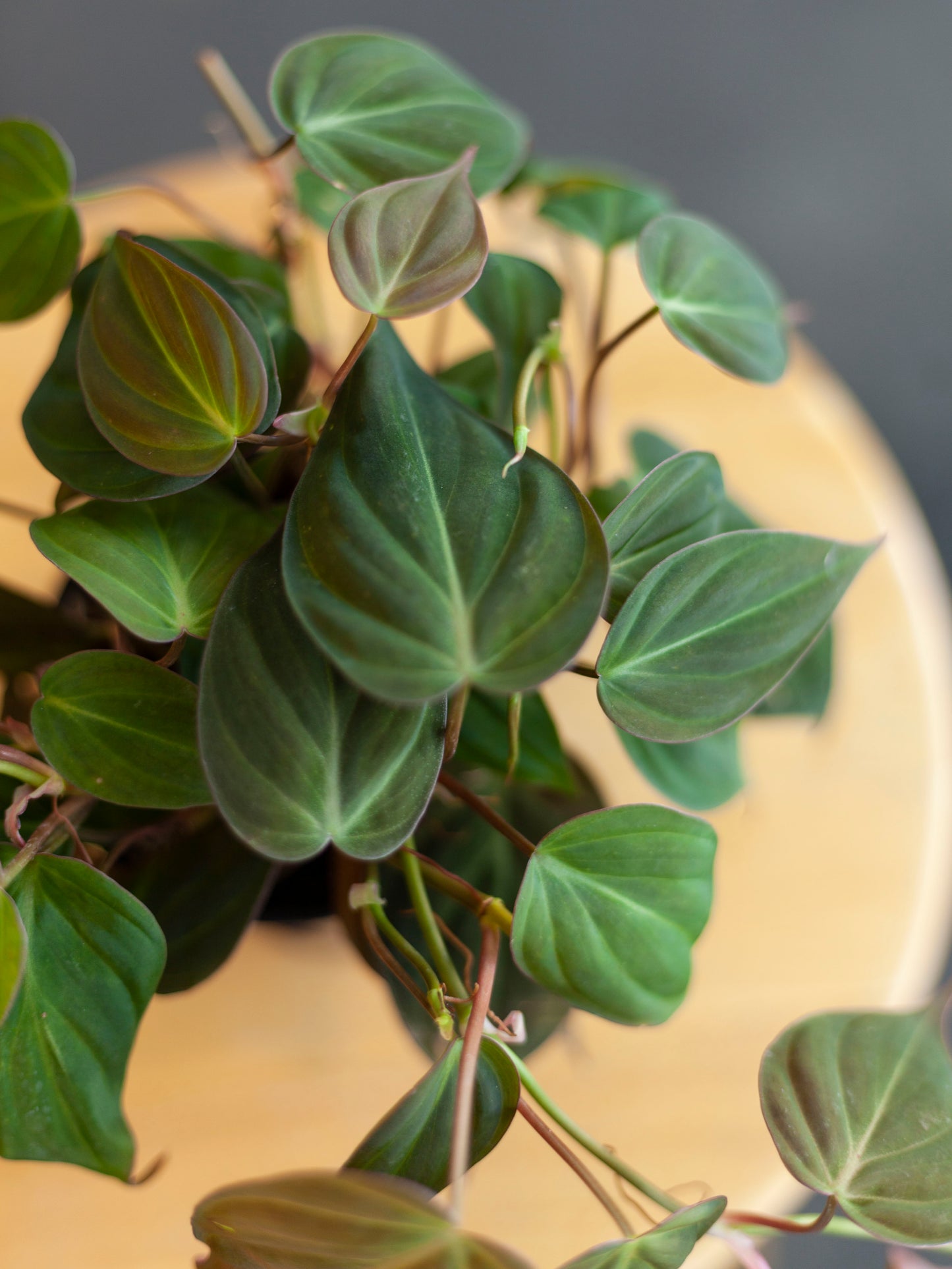 Philodendron 'Micans' 4"