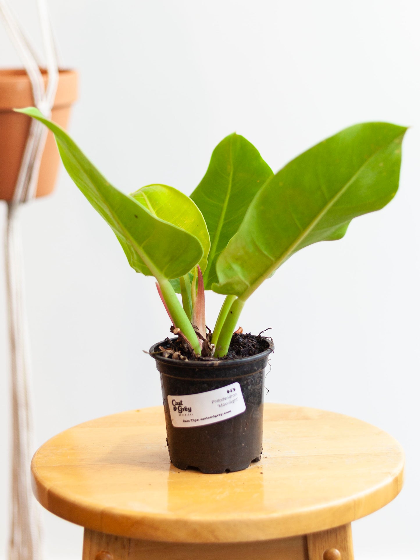 Philodendron 'Moonlight' 4"