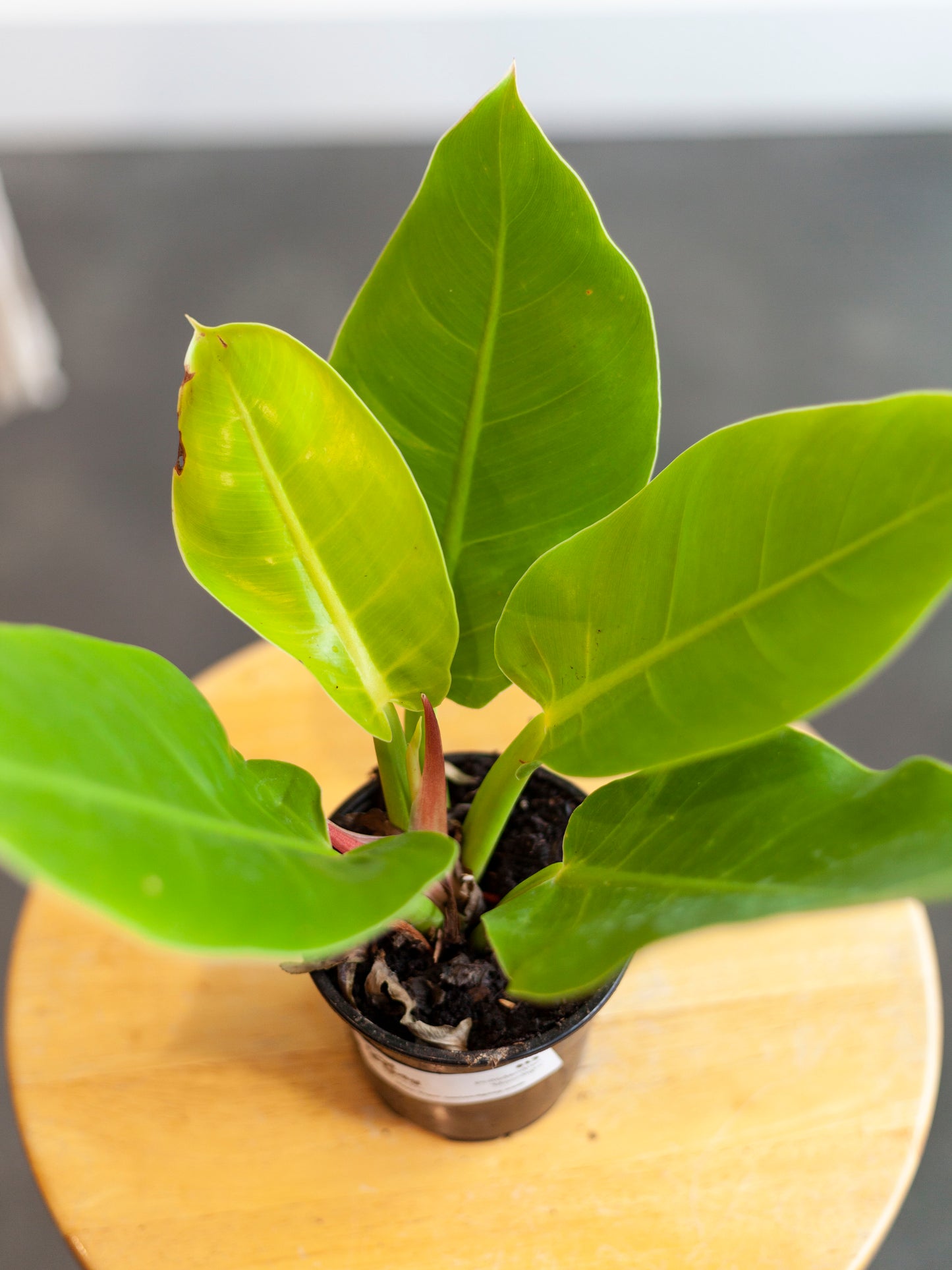 Philodendron 'Moonlight' 4"
