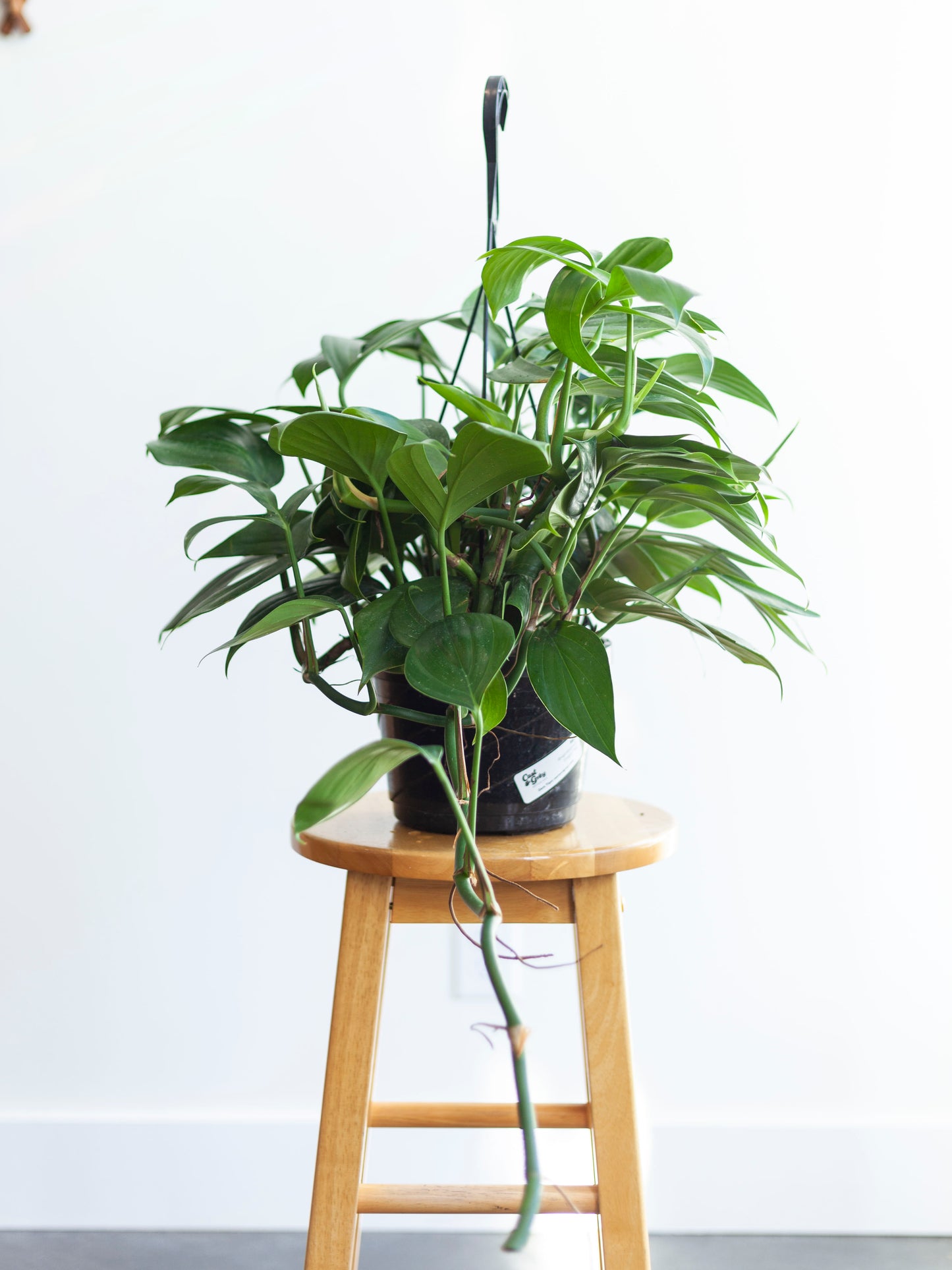 Rhaphidophora 'Dragon Tail' Hanging Basket 8"