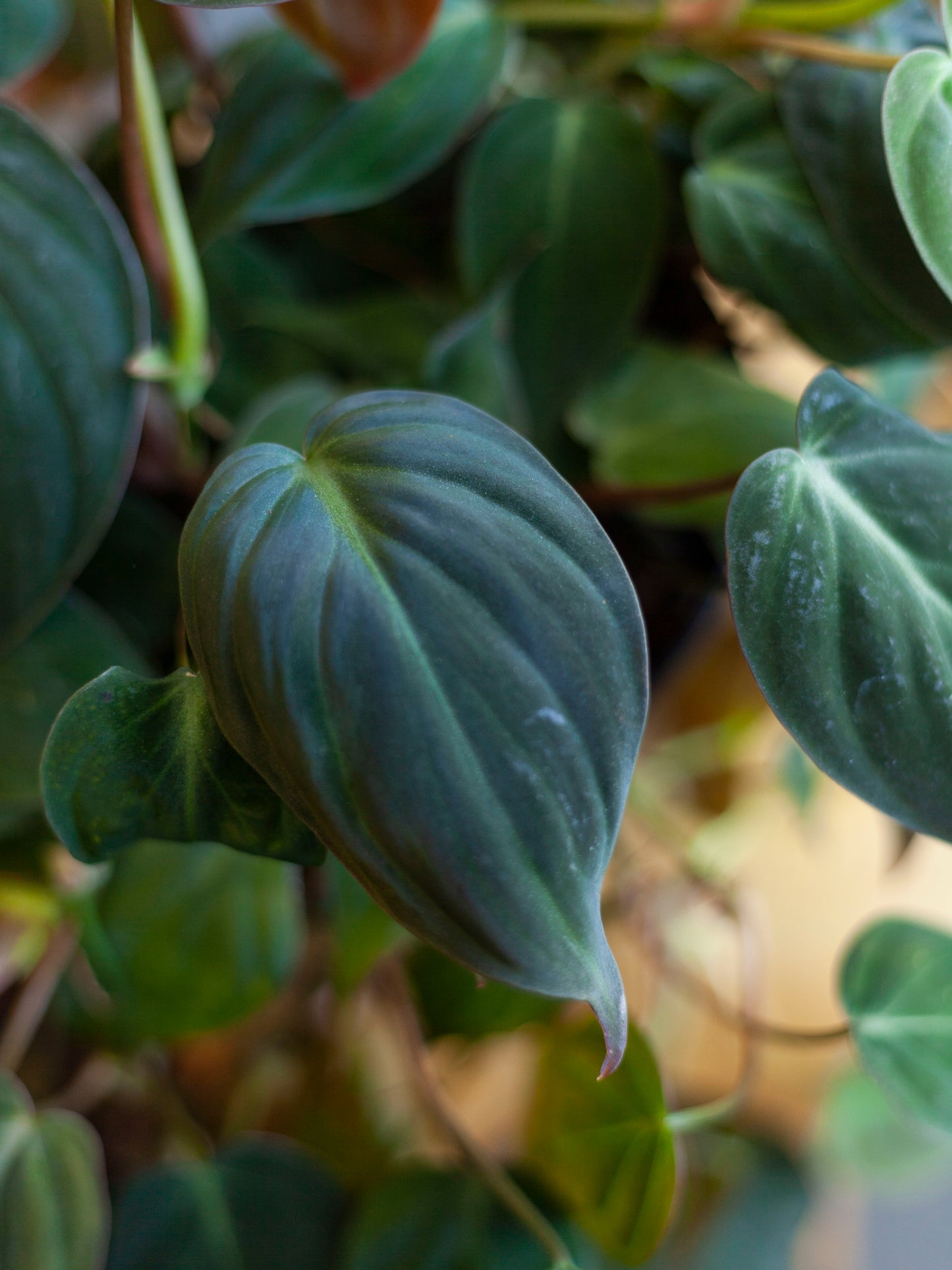 Philodendron 'Micans' 6"