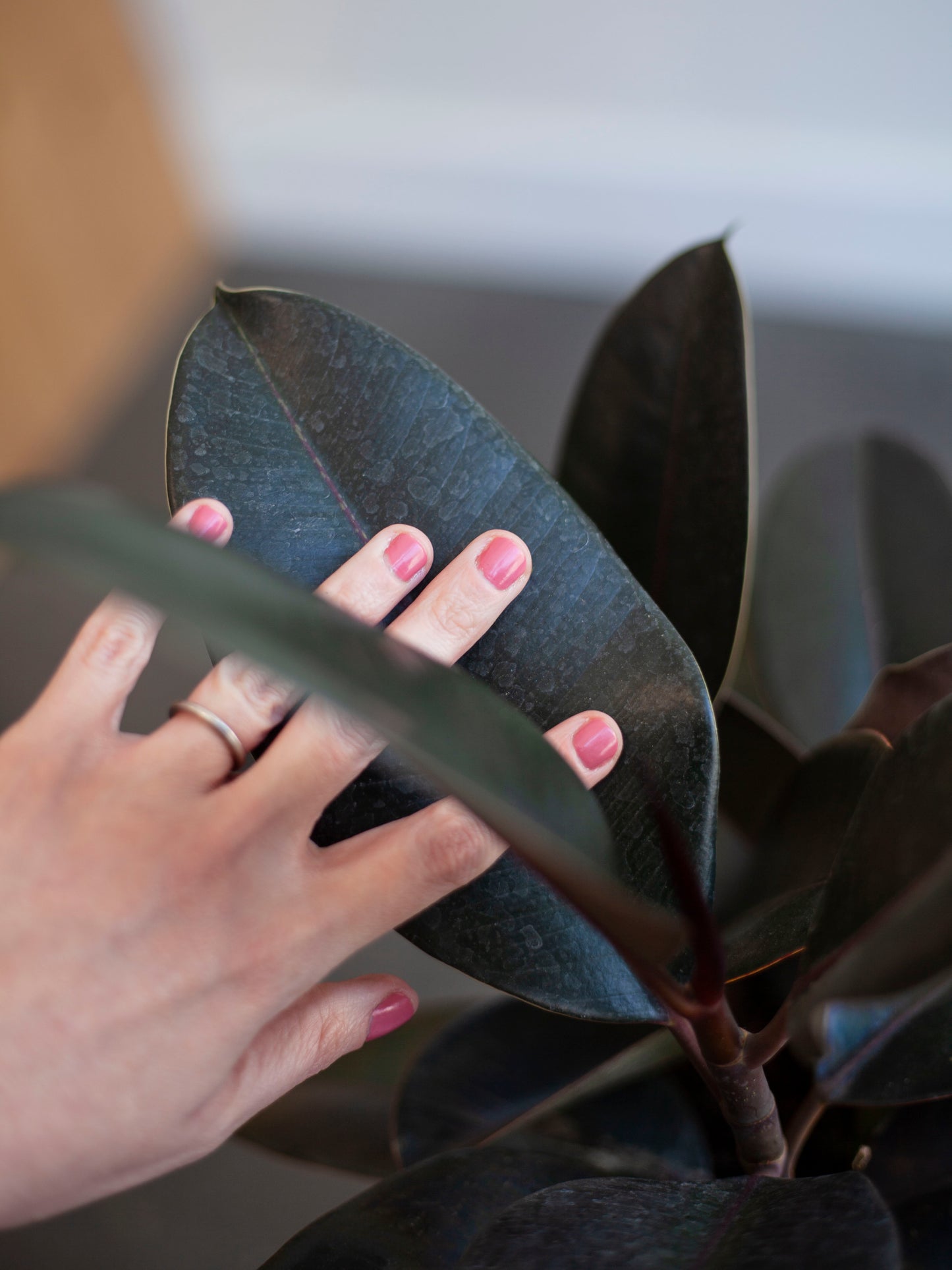 Rubber Tree 'Burgundy' 6"