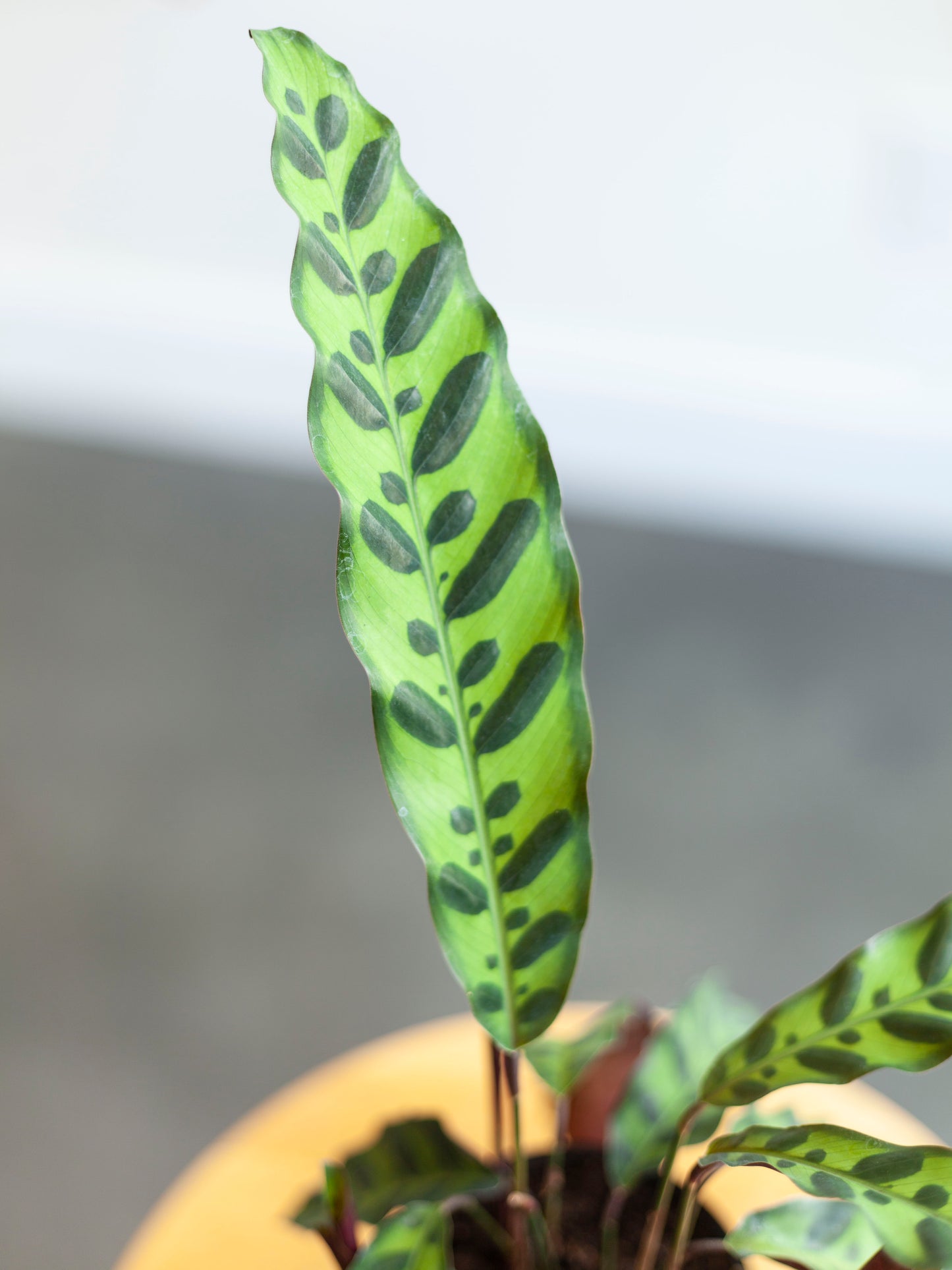 Calathea 'Rattlesnake' 4"