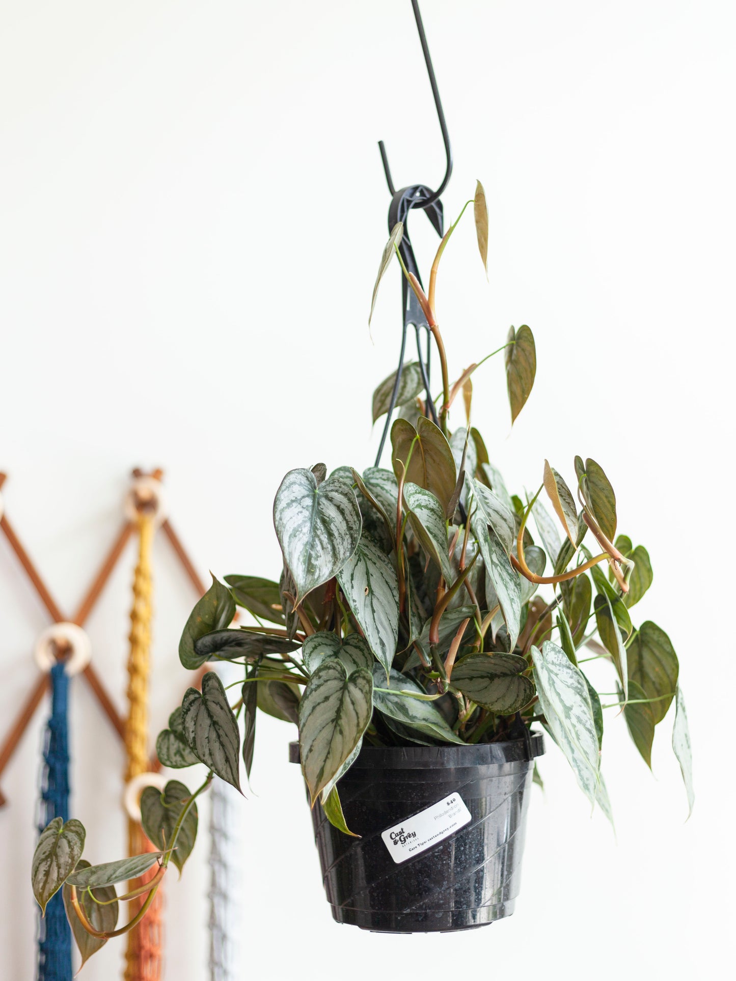 Philodendron 'Brandi' Hanging Basket 8"