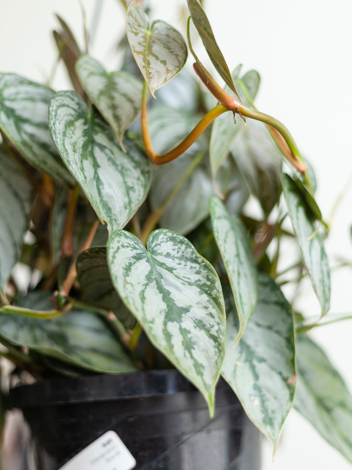 Philodendron 'Brandi' Hanging Basket 8"