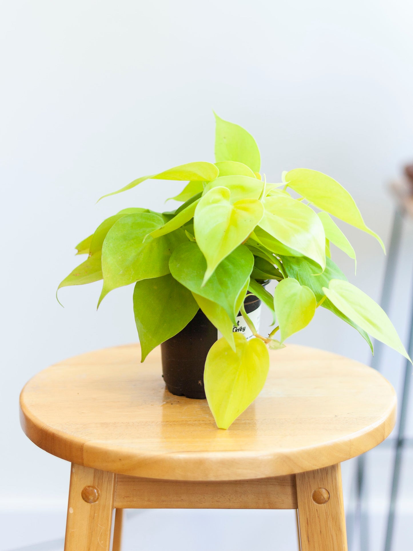 Philodendron 'Lemon-Lime' 4"