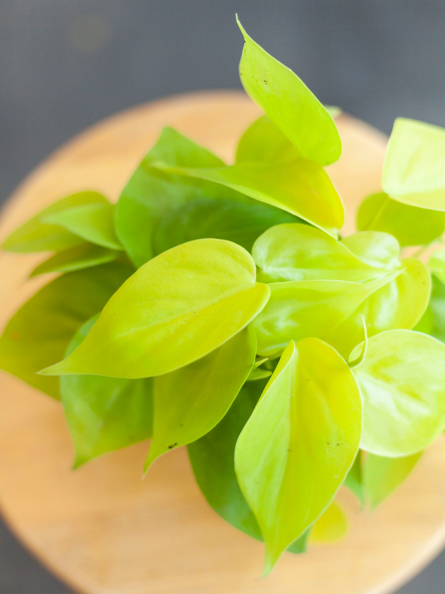 Philodendron 'Lemon-Lime' 4"