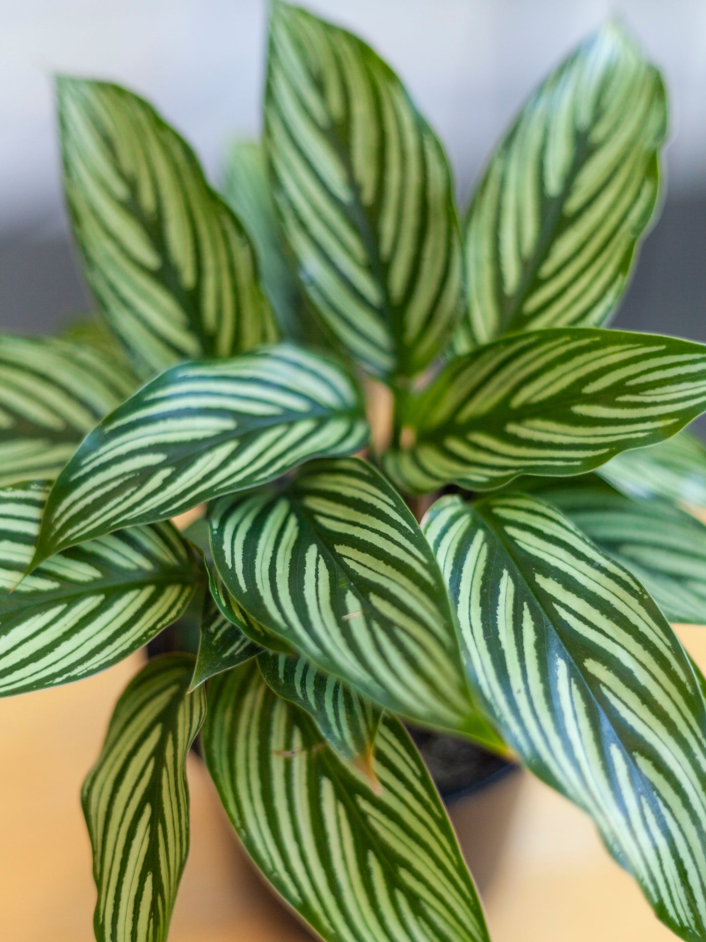 Calathea 'Pinstripe' 4"