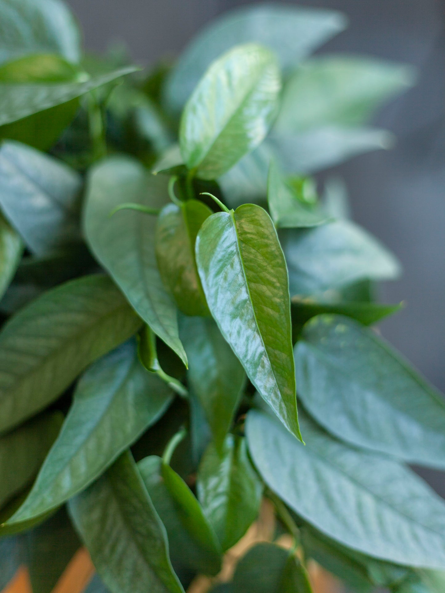 Pothos 'Cebu Blue' 6"