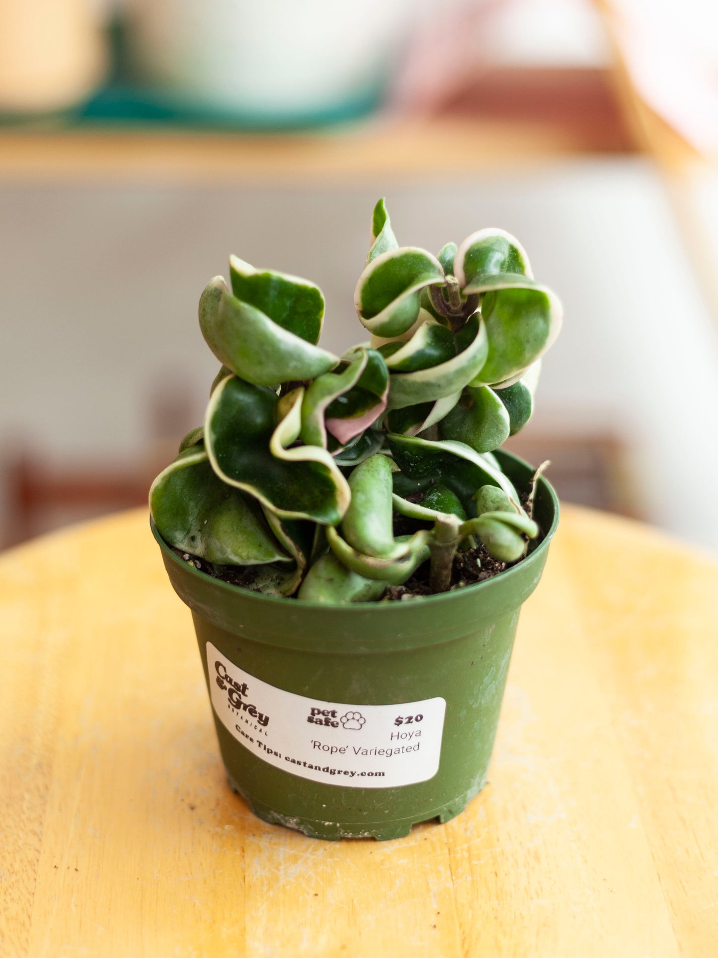 Hoya Carnosa Compacta 'Rope' Var. 4"