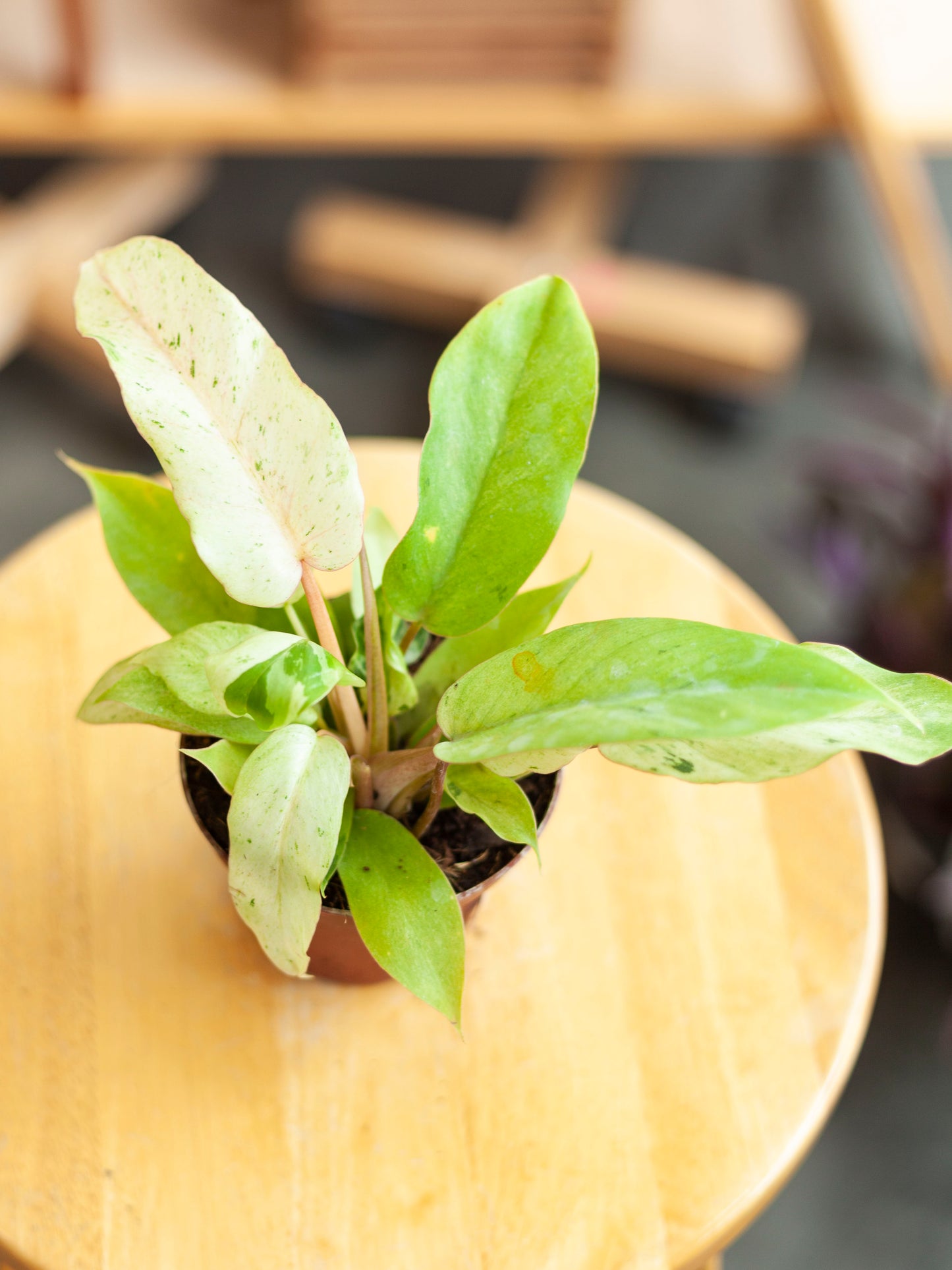 Philodendron 'Snowdrift' 4"