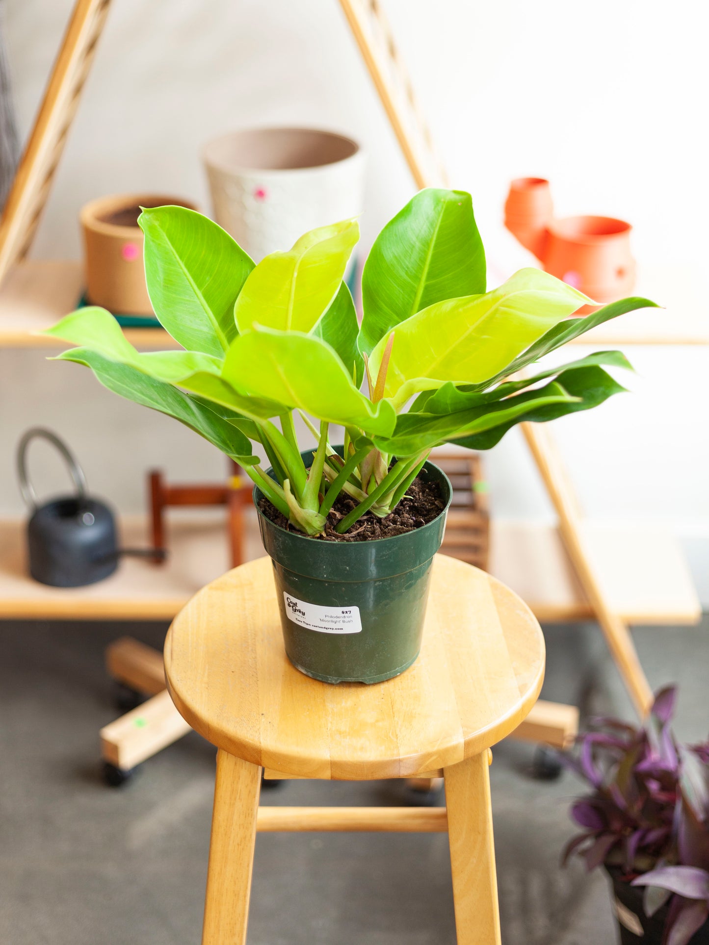 Philodendron 'Moonlight' Bush 6"