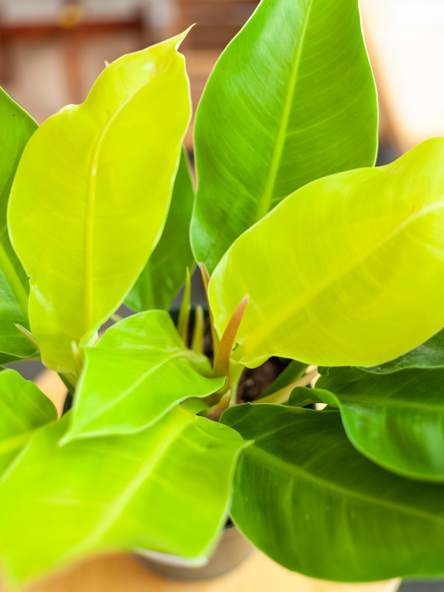 Philodendron 'Moonlight' Bush 6"