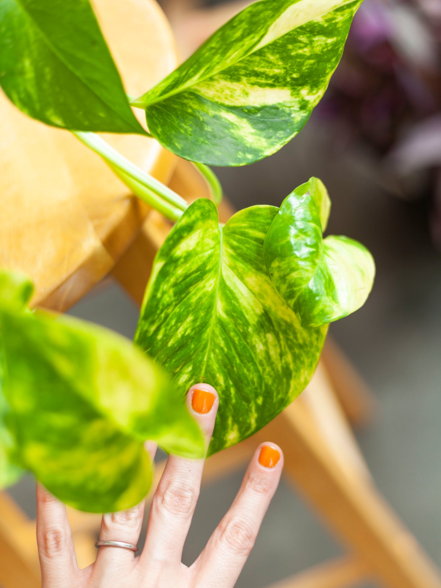 Pothos 'Golden' Hanging Basket 6"