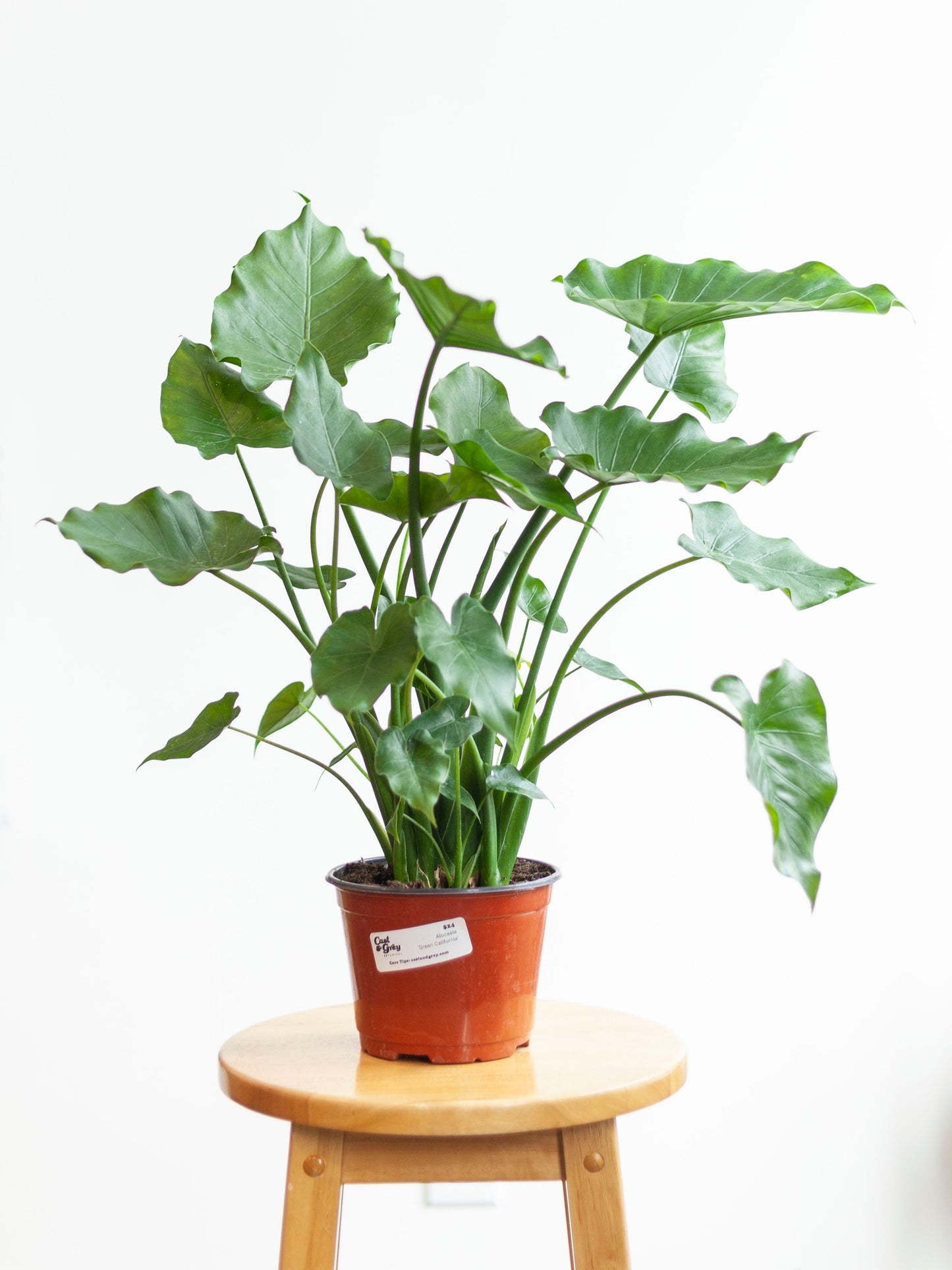 Alocasia 'Green California' 6"