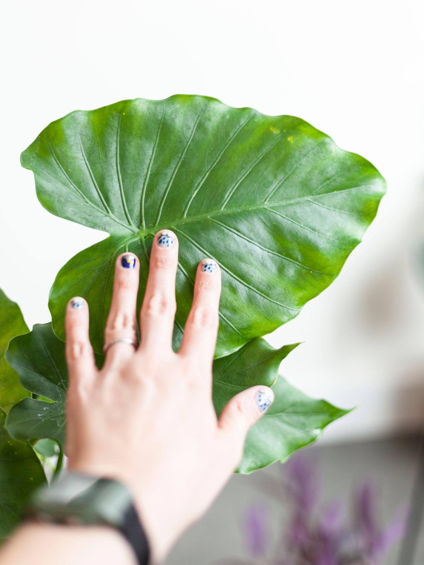 Alocasia 'Green California' 6"