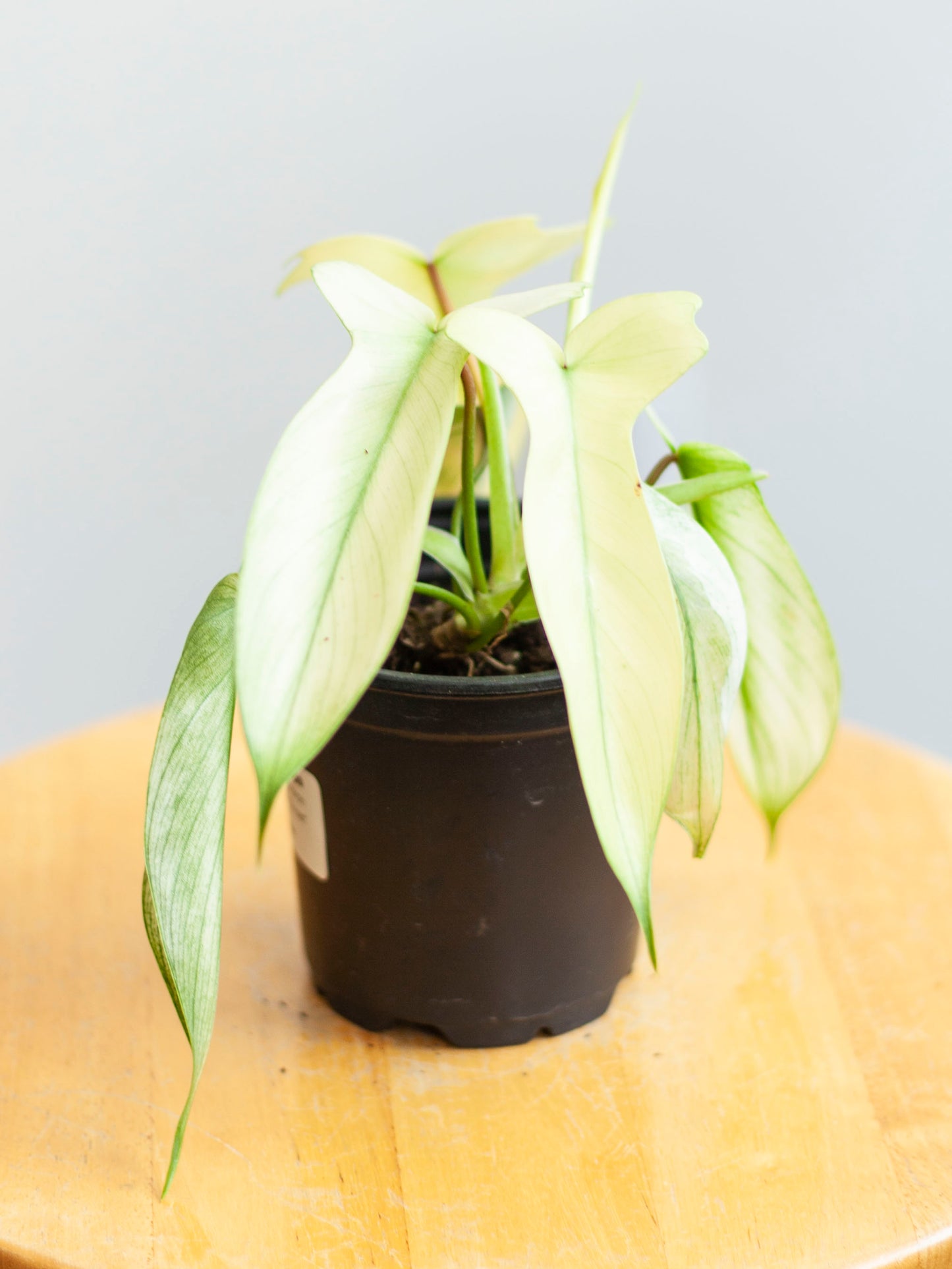 Philodendron 'Florida Ghost' 4"
