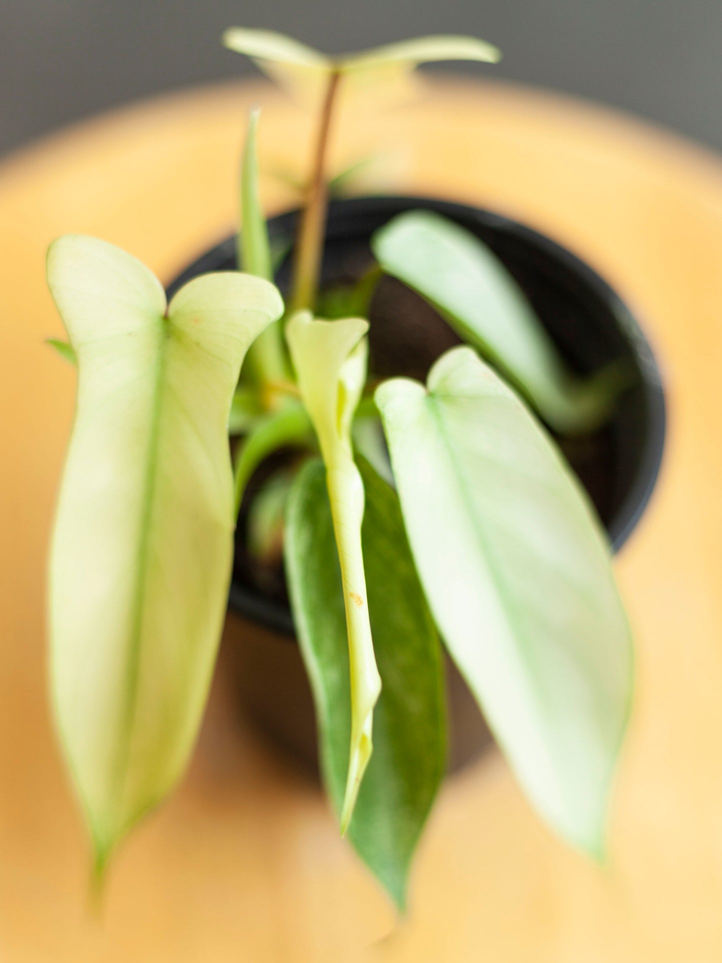 Philodendron 'Florida Ghost' 4"