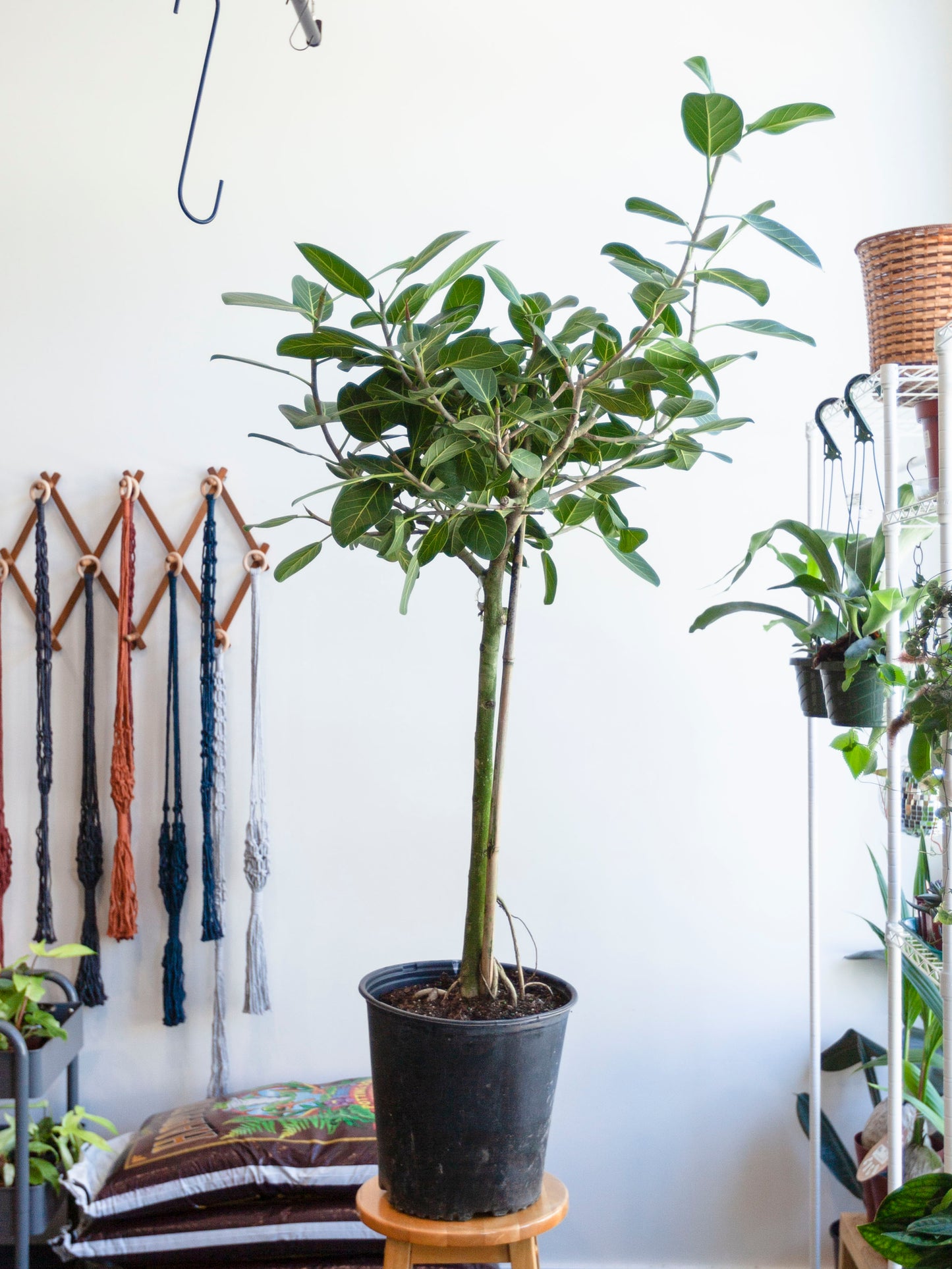 Ficus 'Audrey' Std. 12"