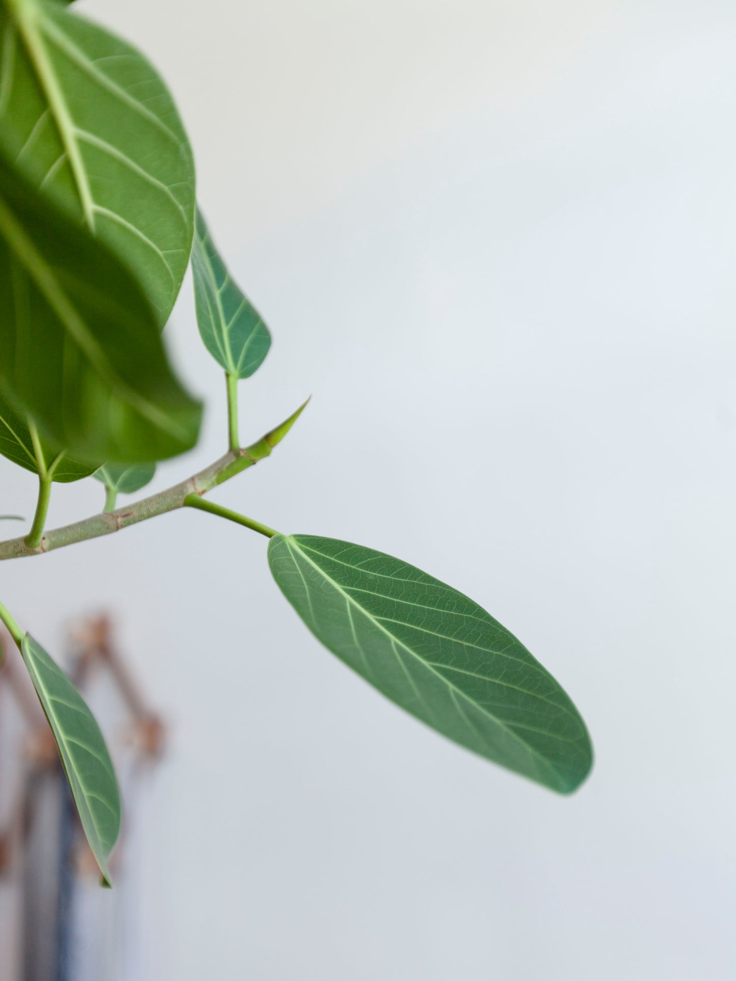 Ficus 'Audrey' Std. 12"