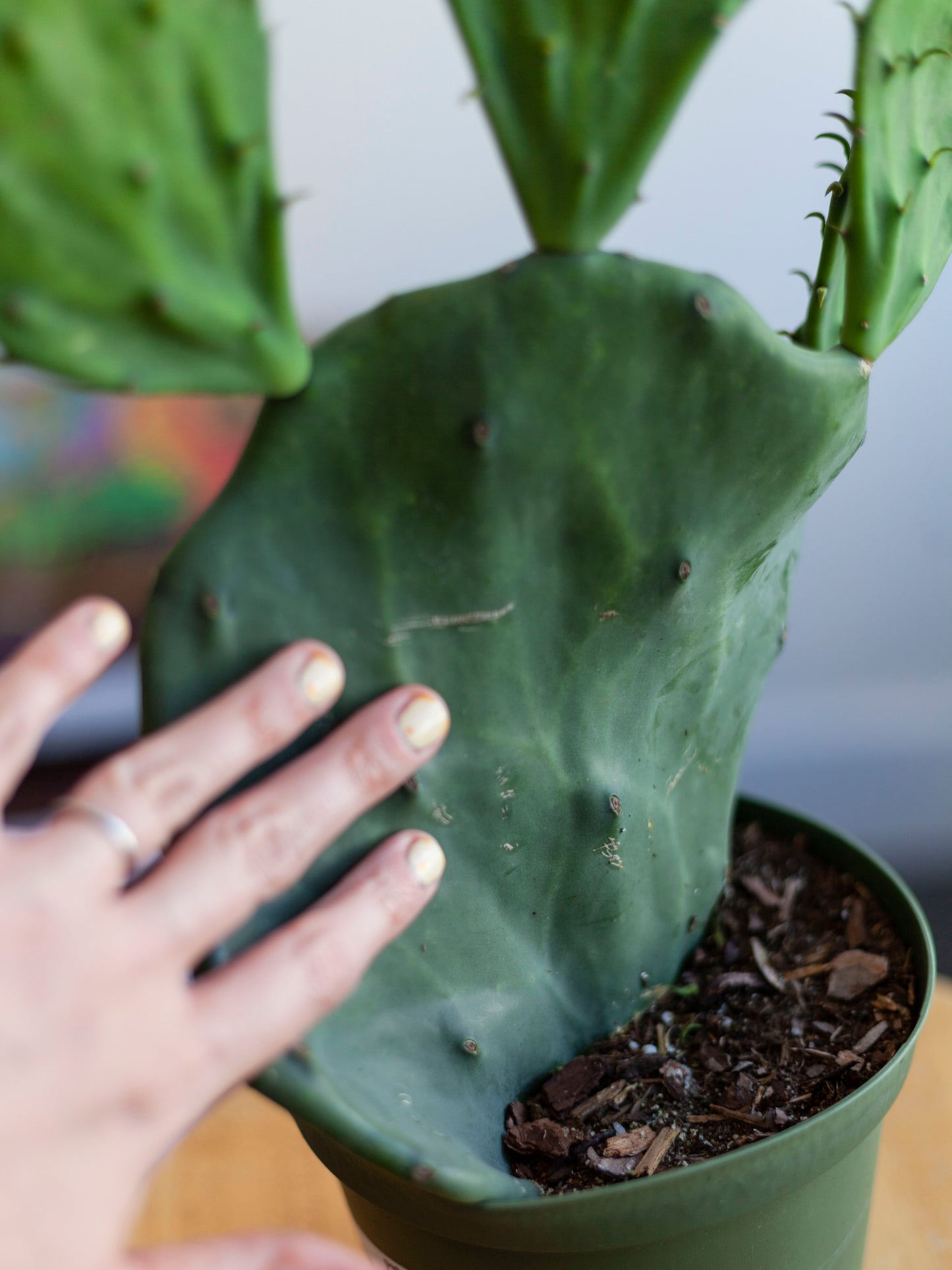 Old Mexico Prickly Pear Cactus 6"