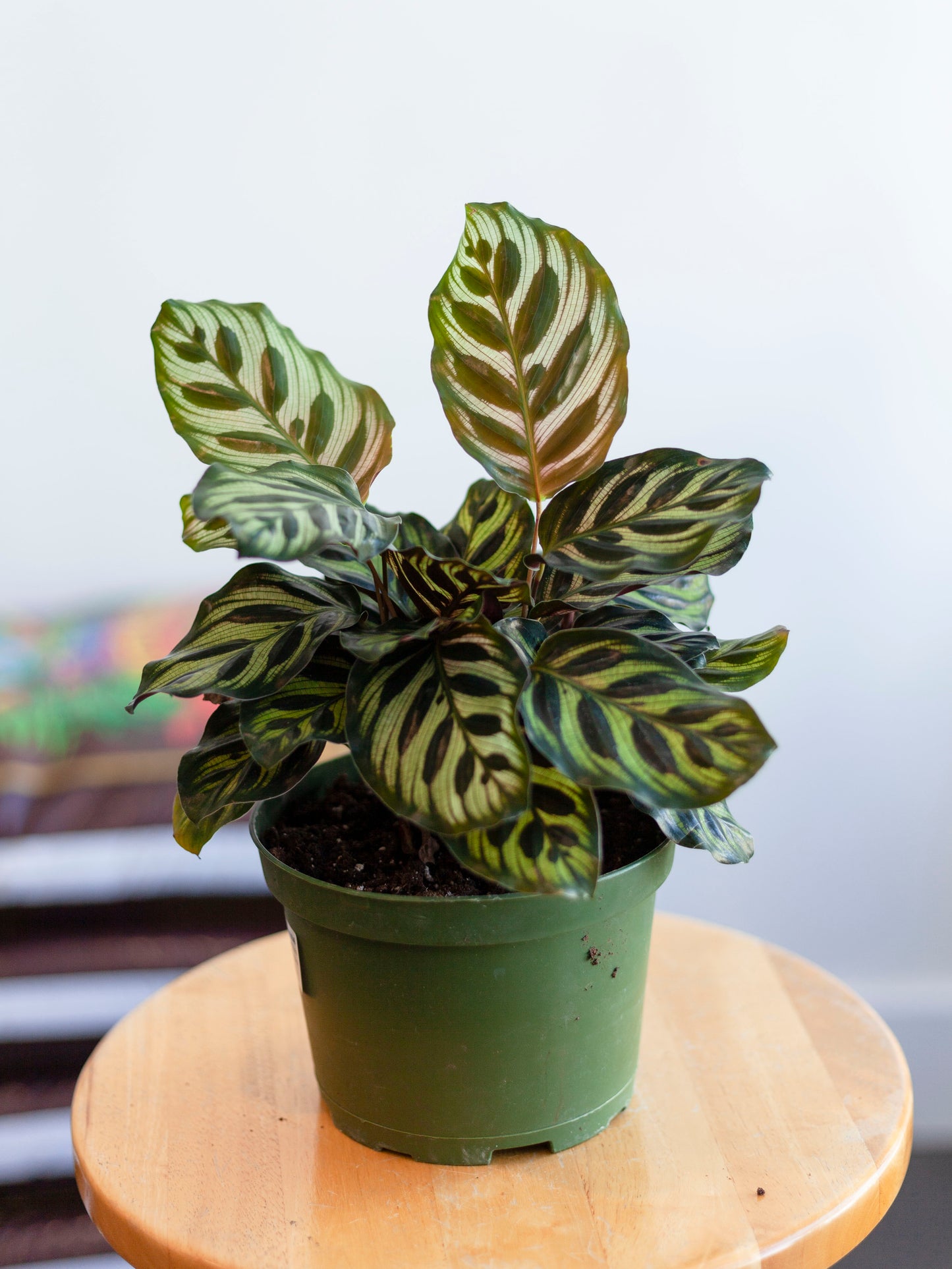 Calathea 'Peacock' 6"