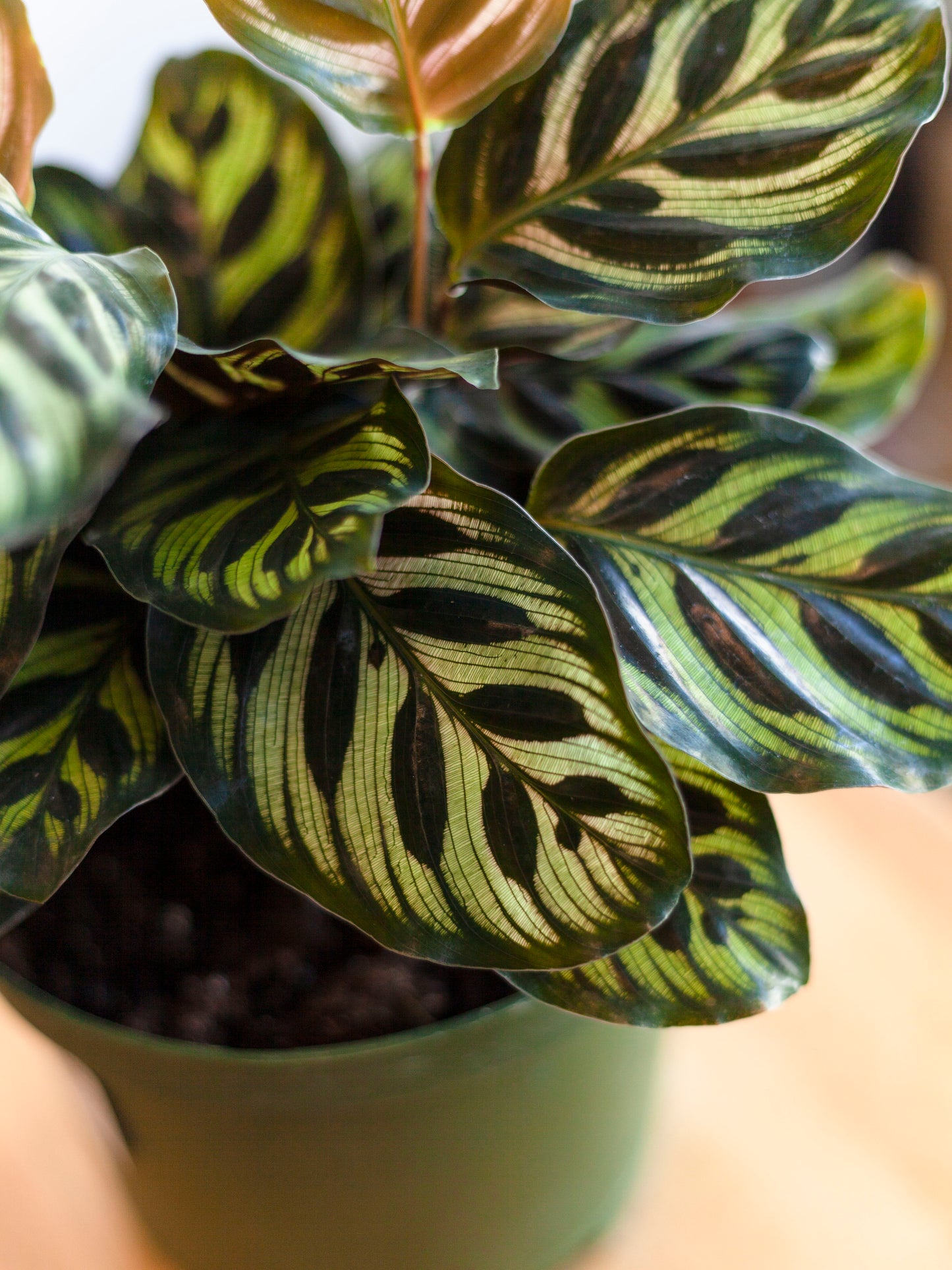 Calathea 'Peacock' 6"