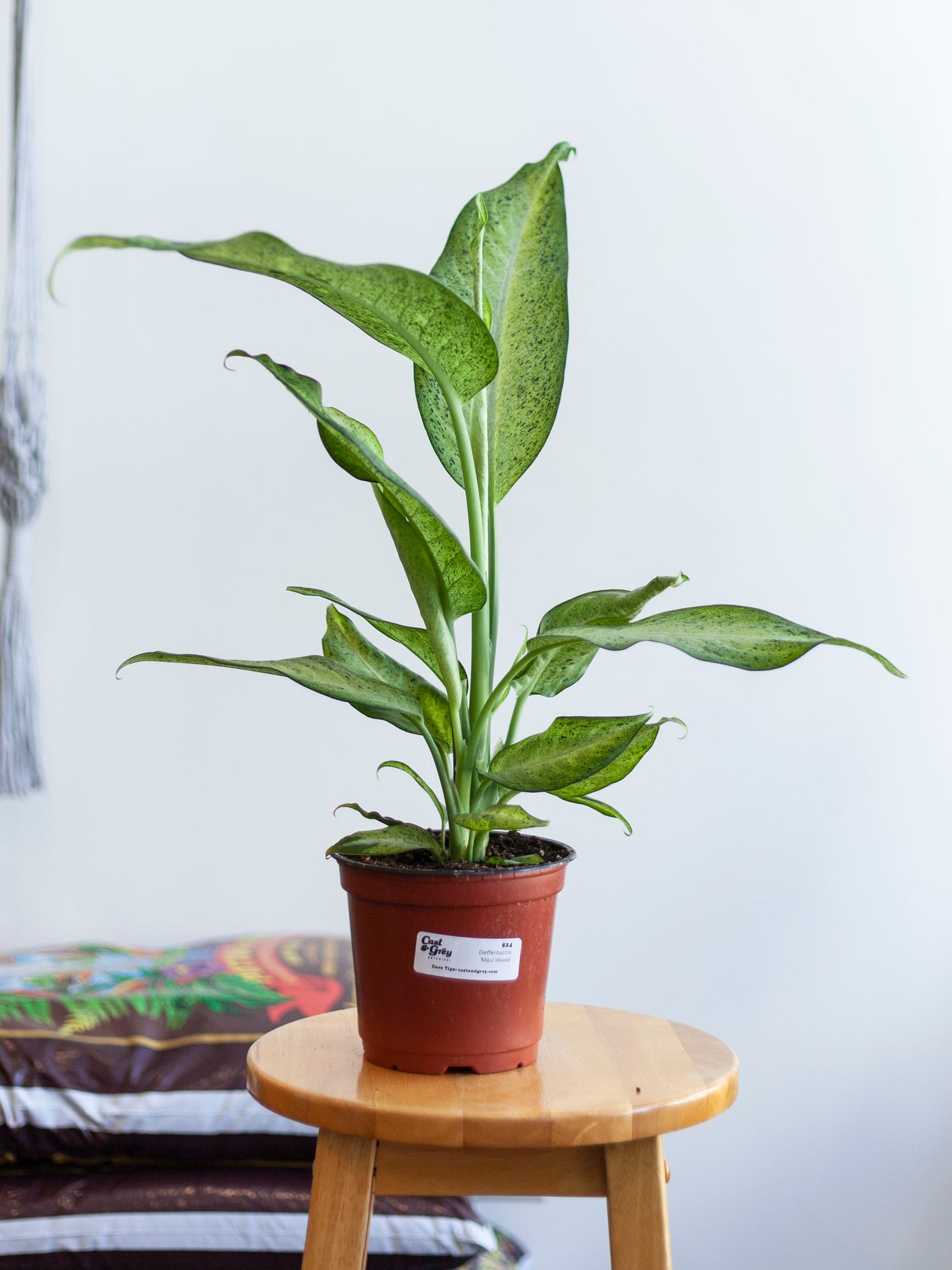 Dieffenbachia 'Maui Wowie' 6"