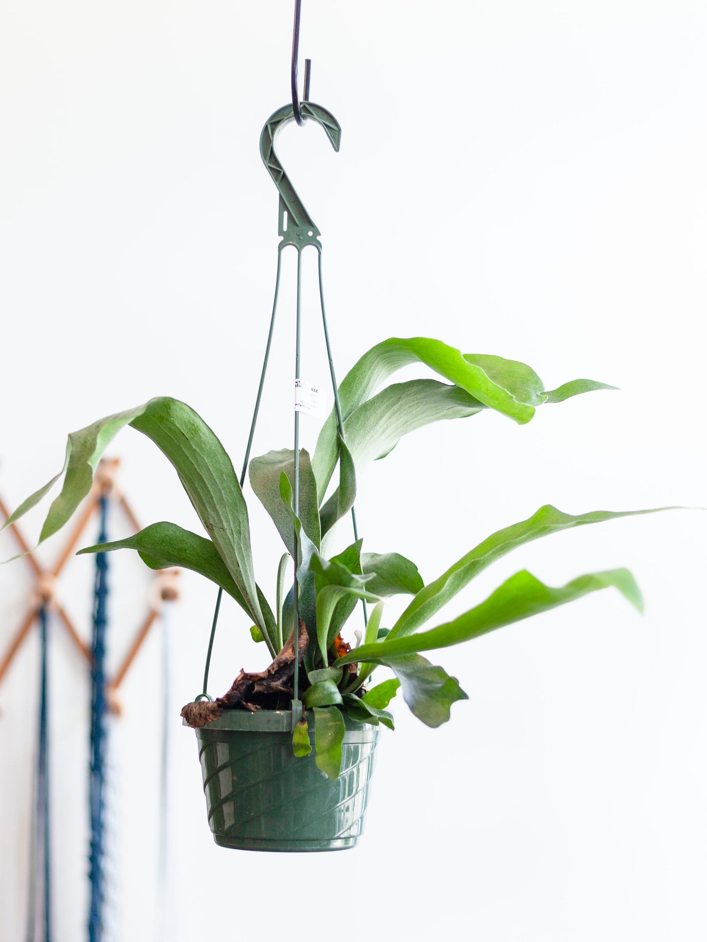 Staghorn Fern Hanging Basket 6"