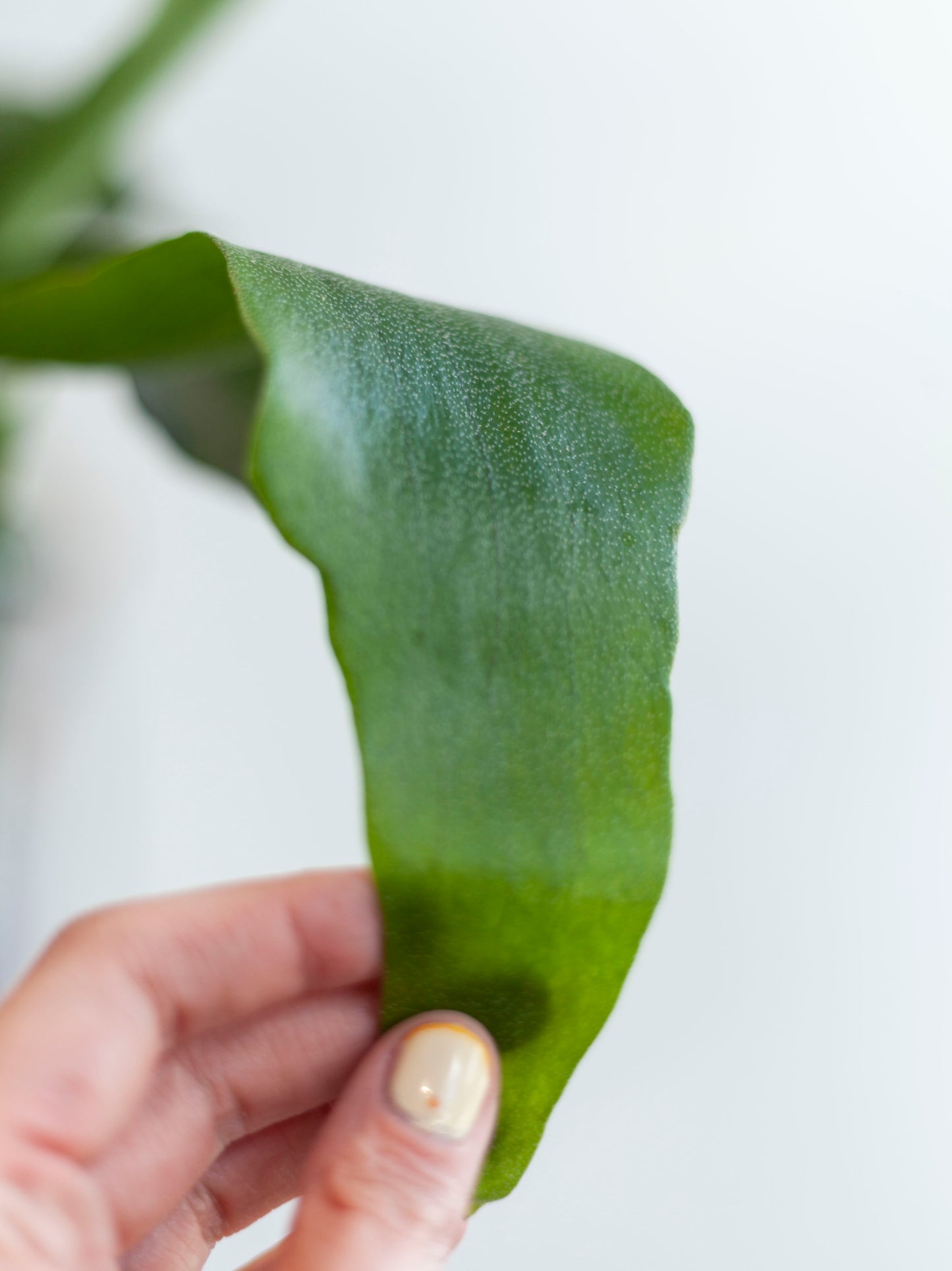 Staghorn Fern Hanging Basket 6"